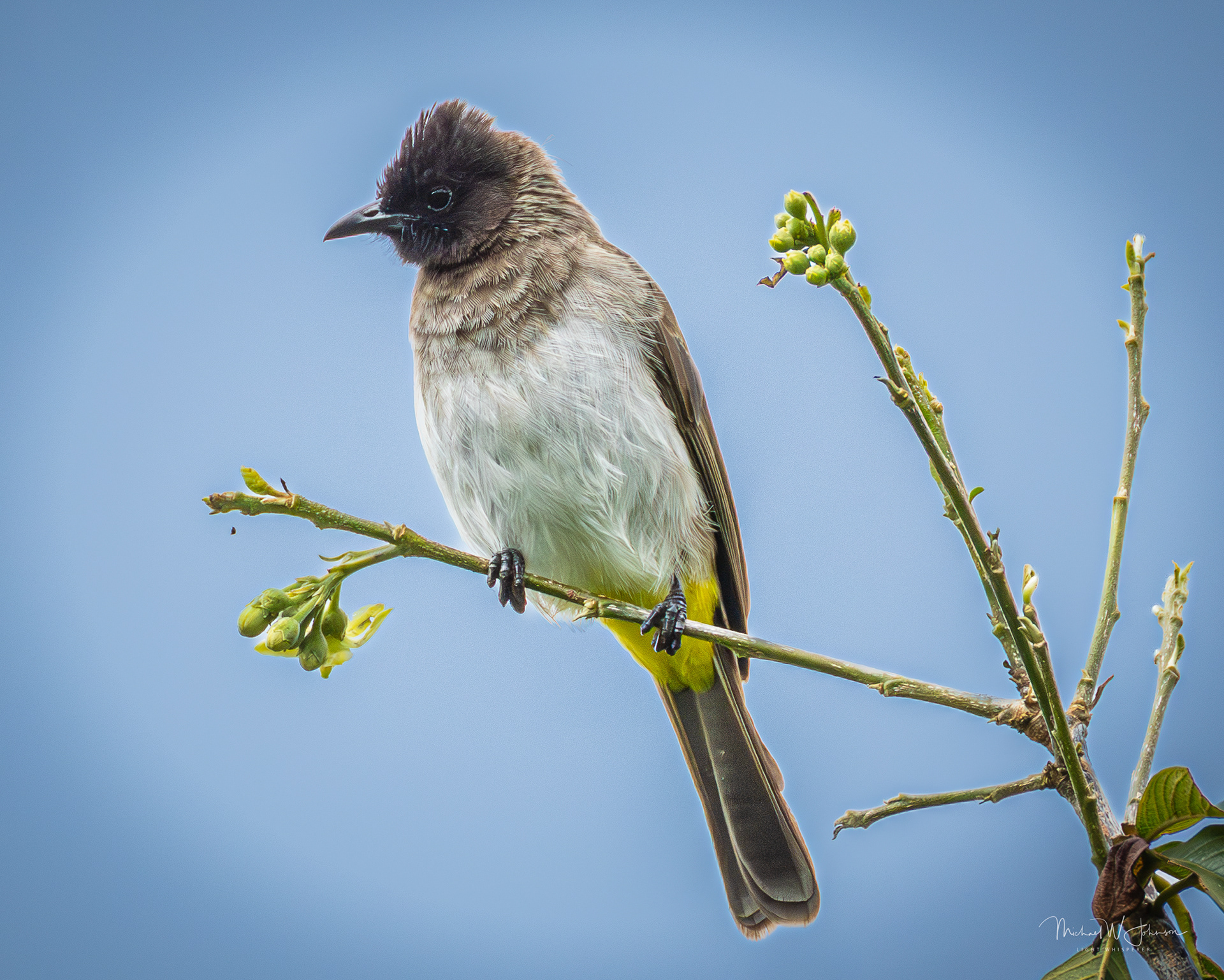 Common Bulbul