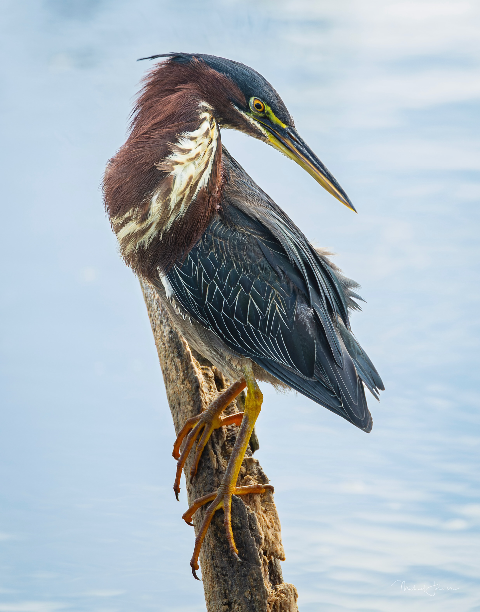 Green Heron