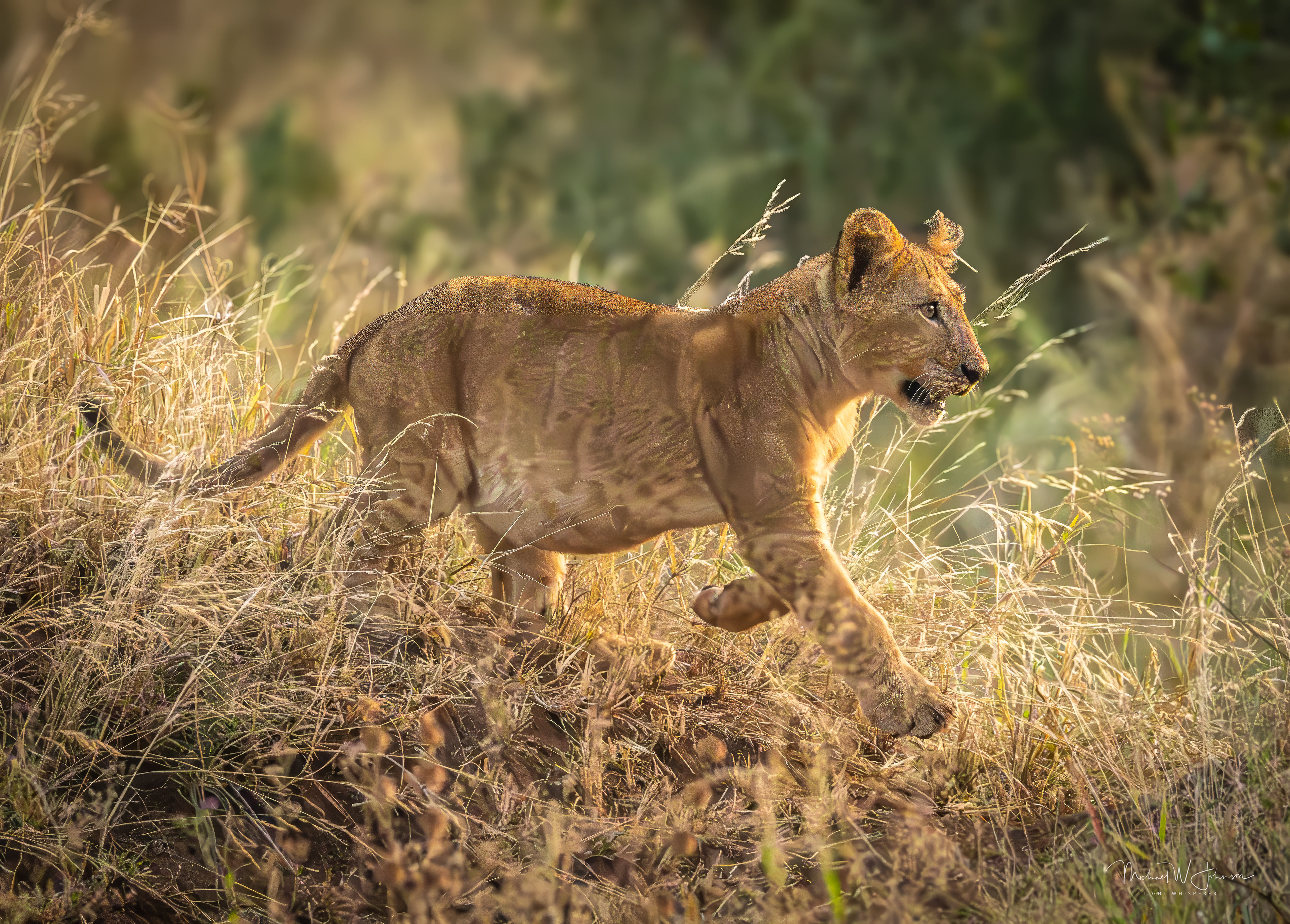 Lion Cub
