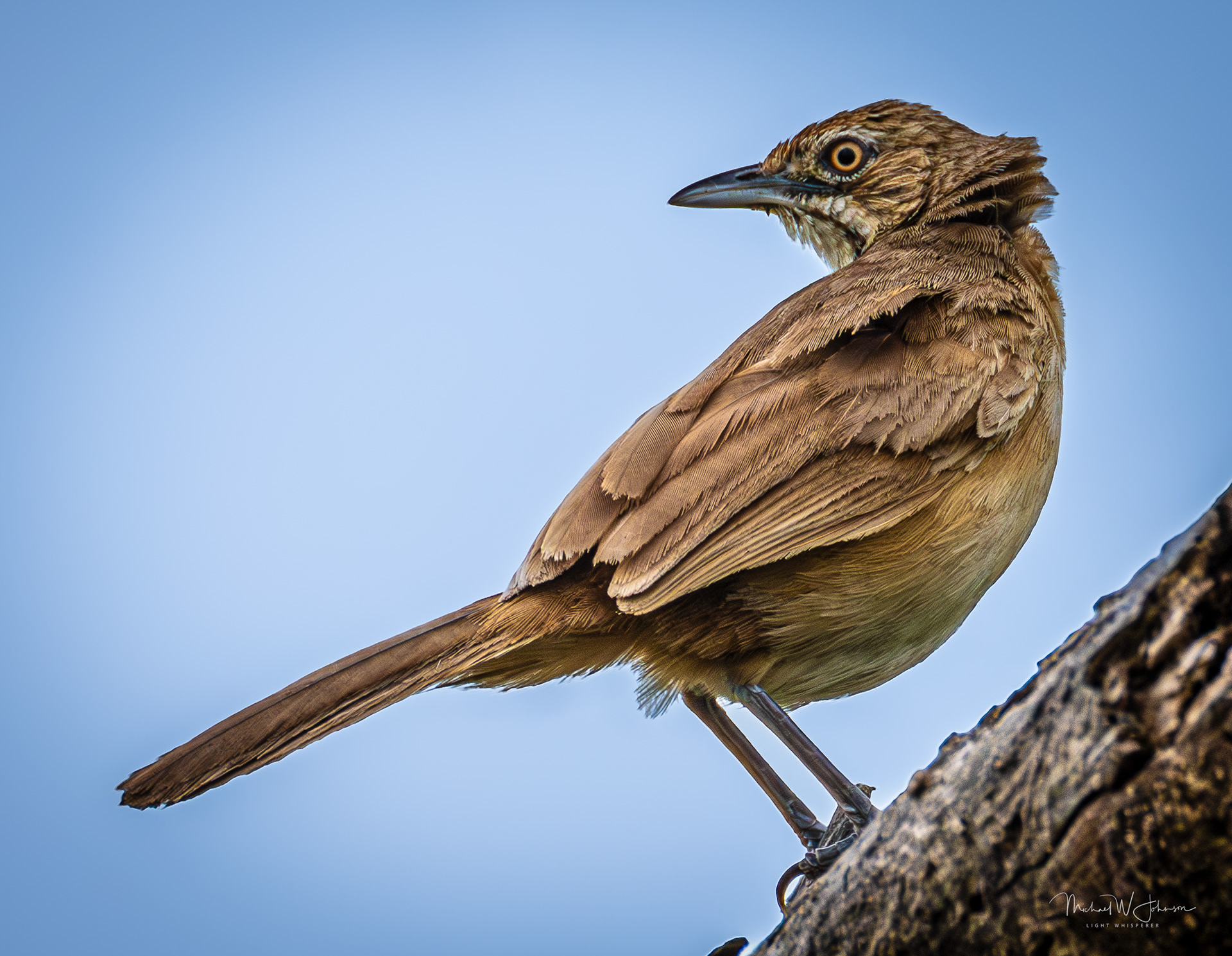 Moustached Grass Warbler