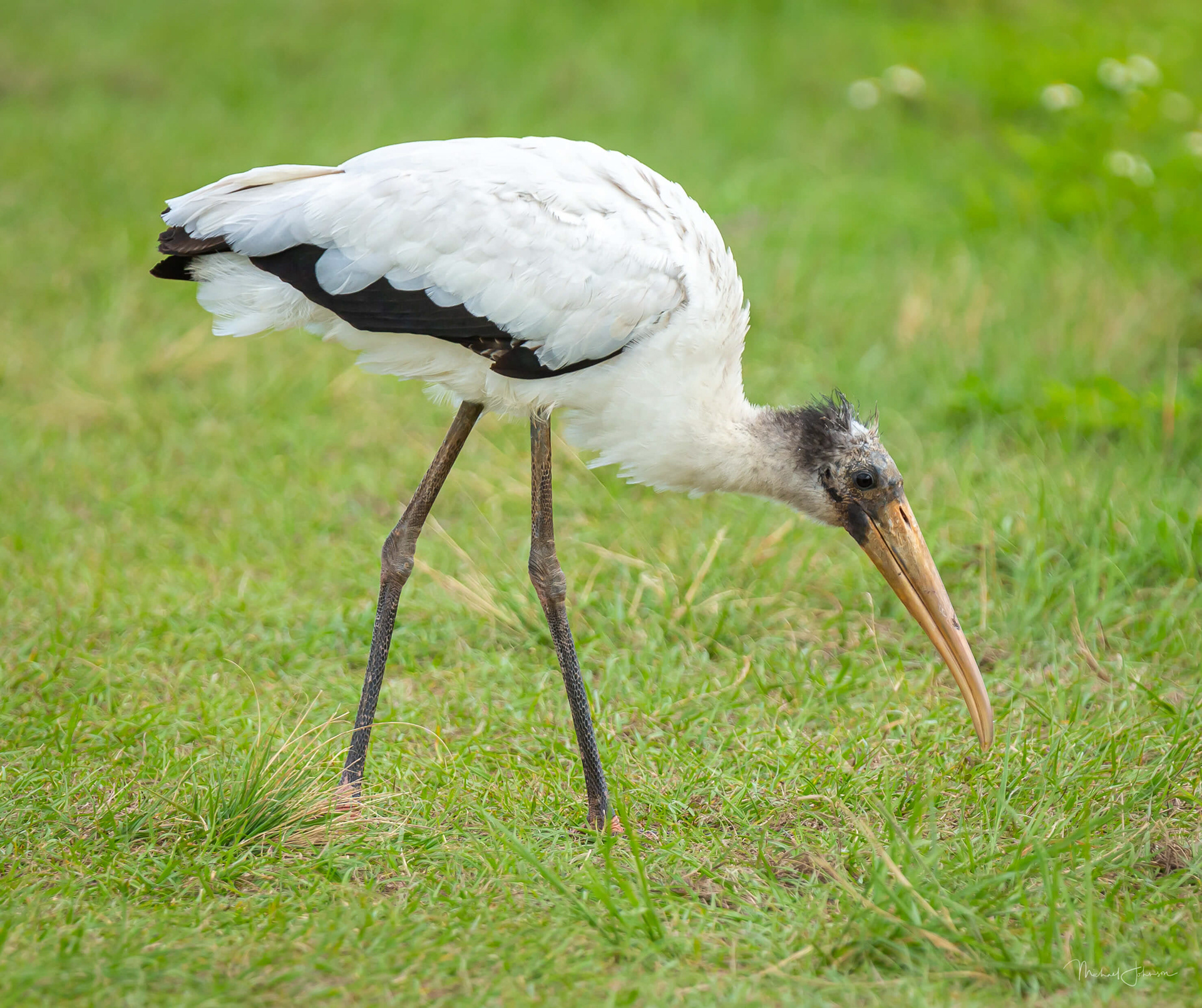 Wood Stork