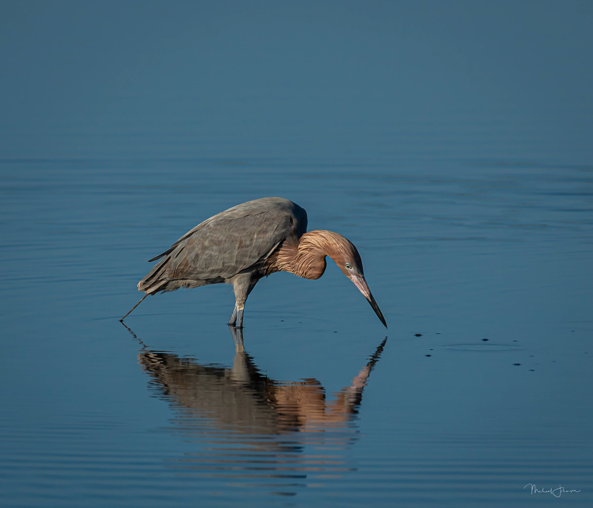Reddish Egret