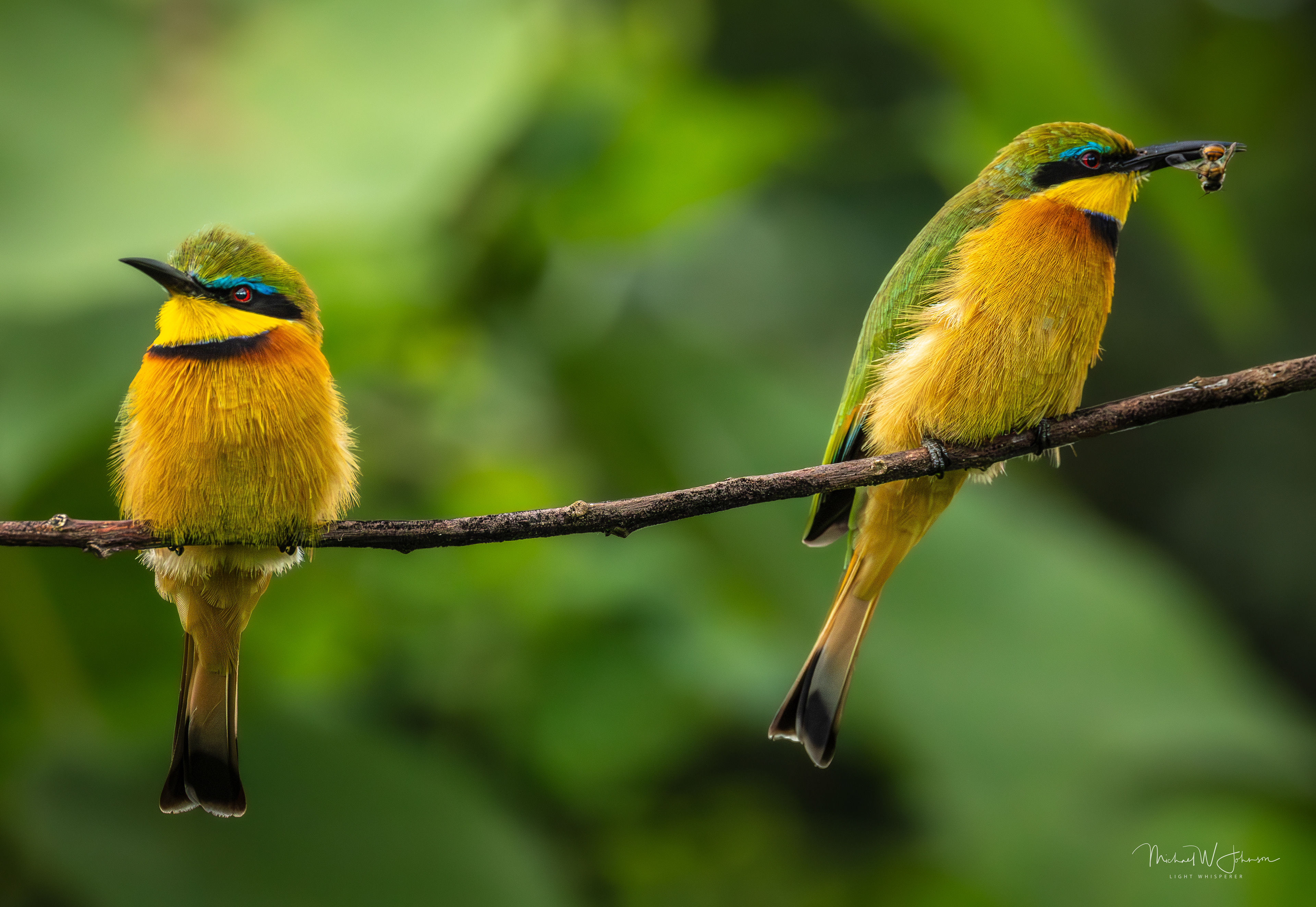 Little Bee-eaters