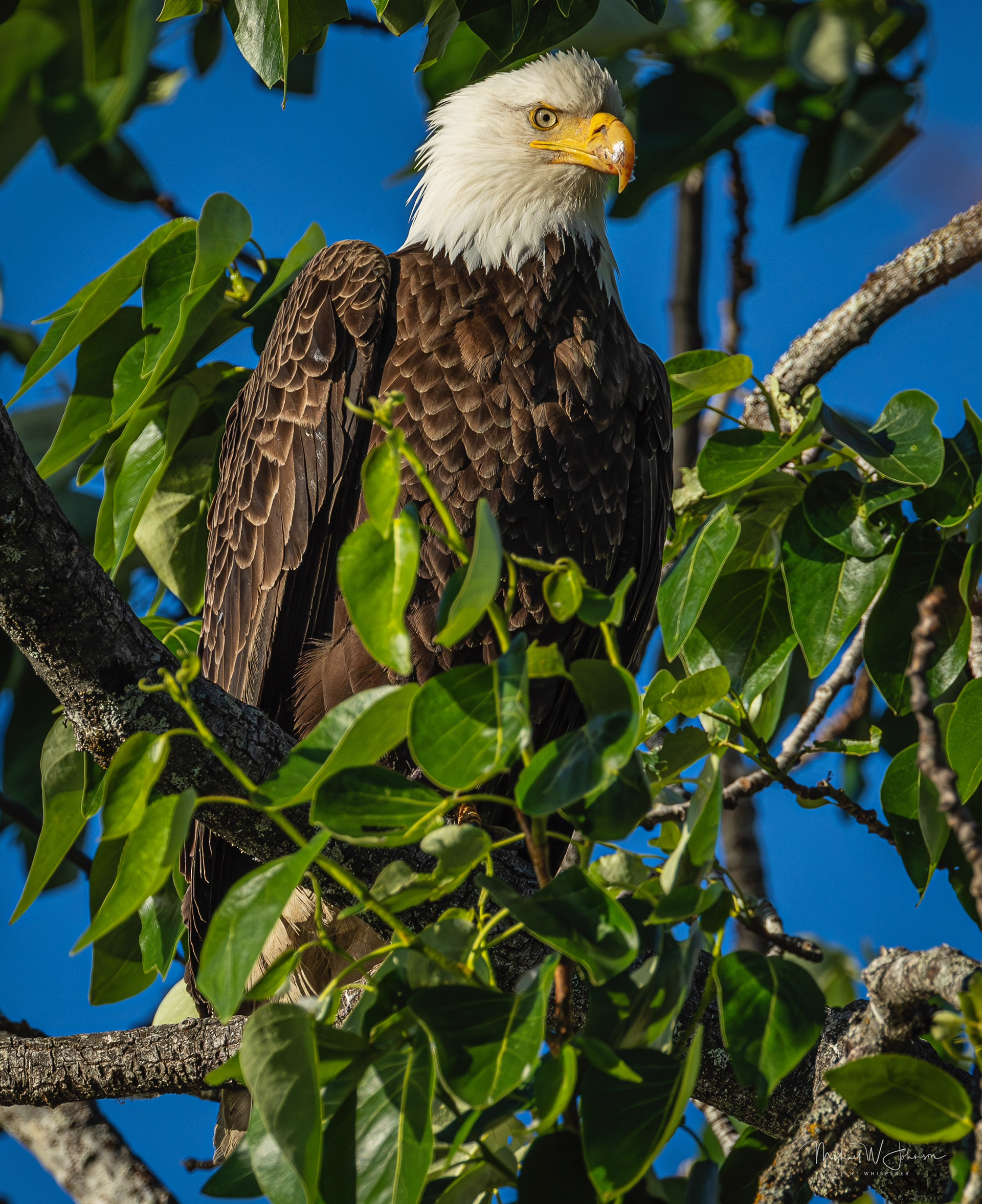 Bald Eagle