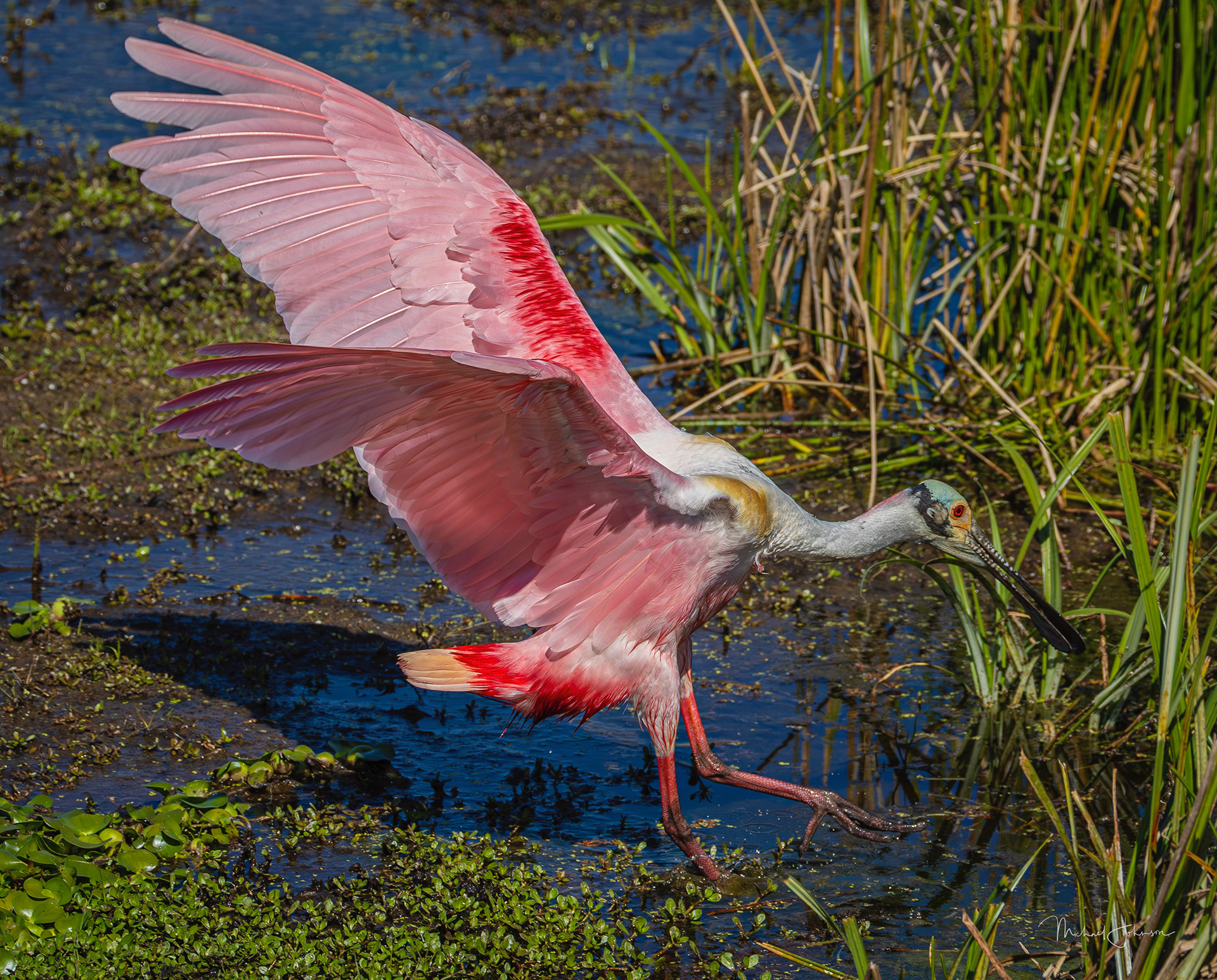 Roseate Spoonbill