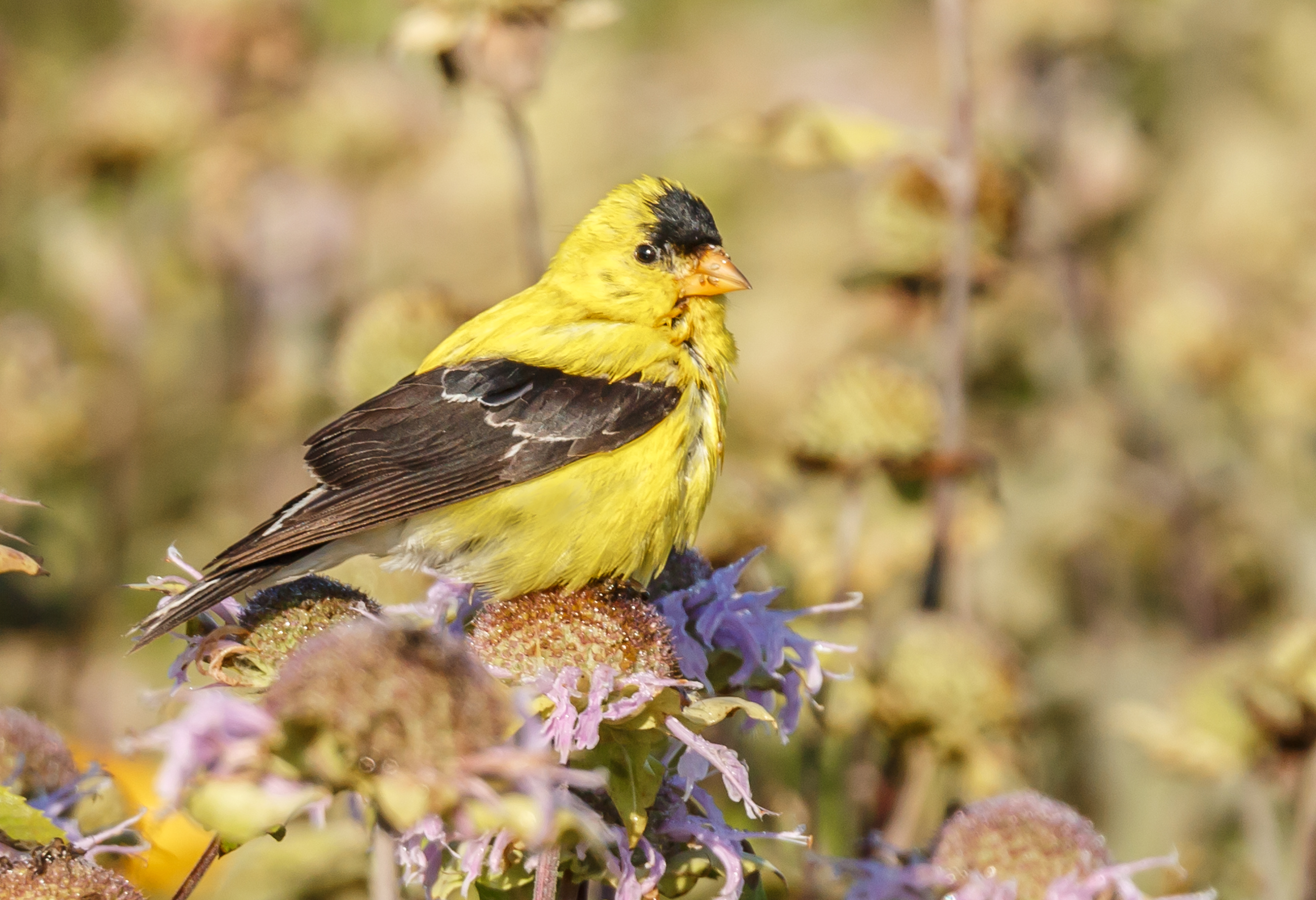 American Goldfinch