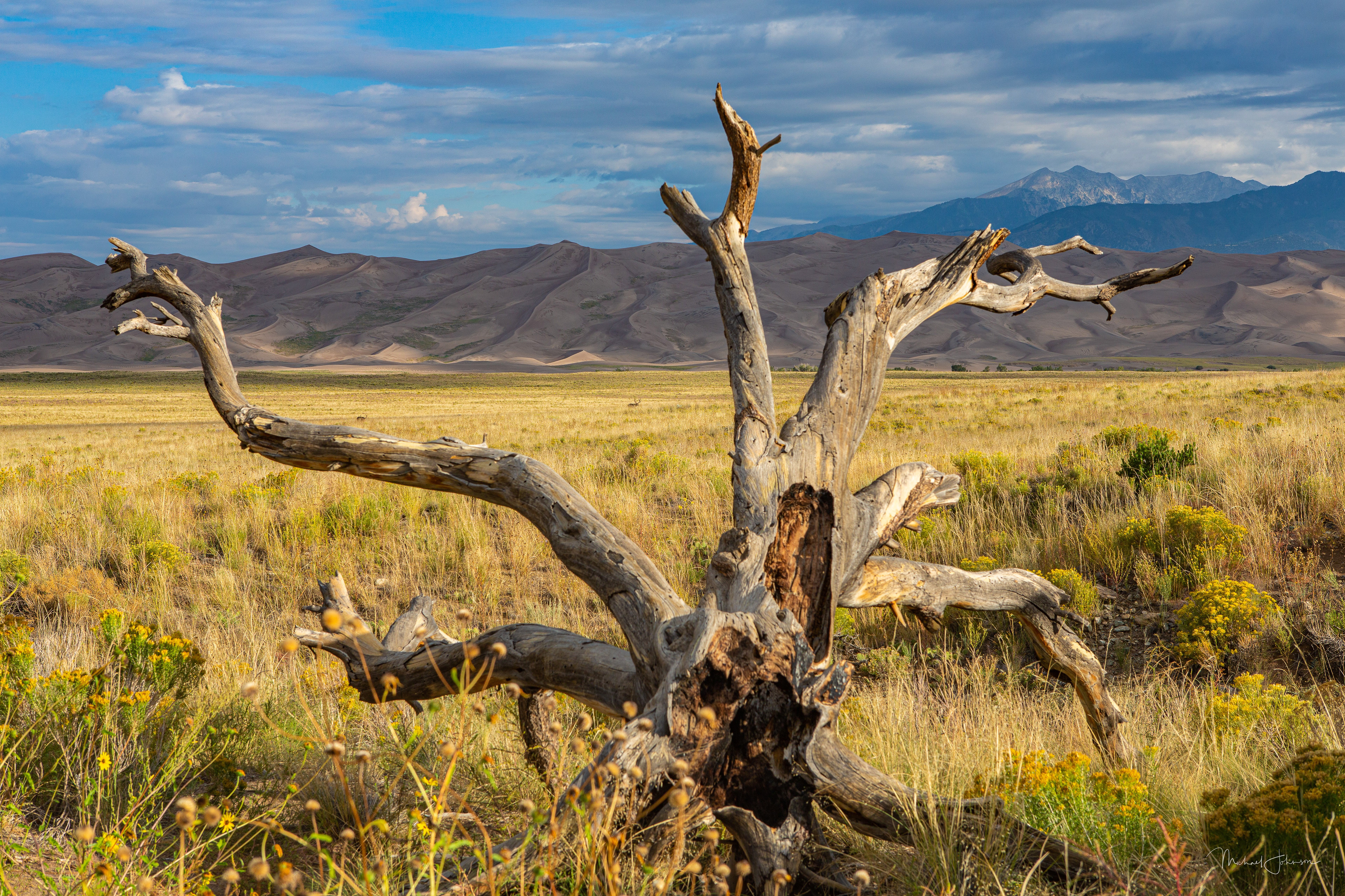 Dead Stump with Mule Deer