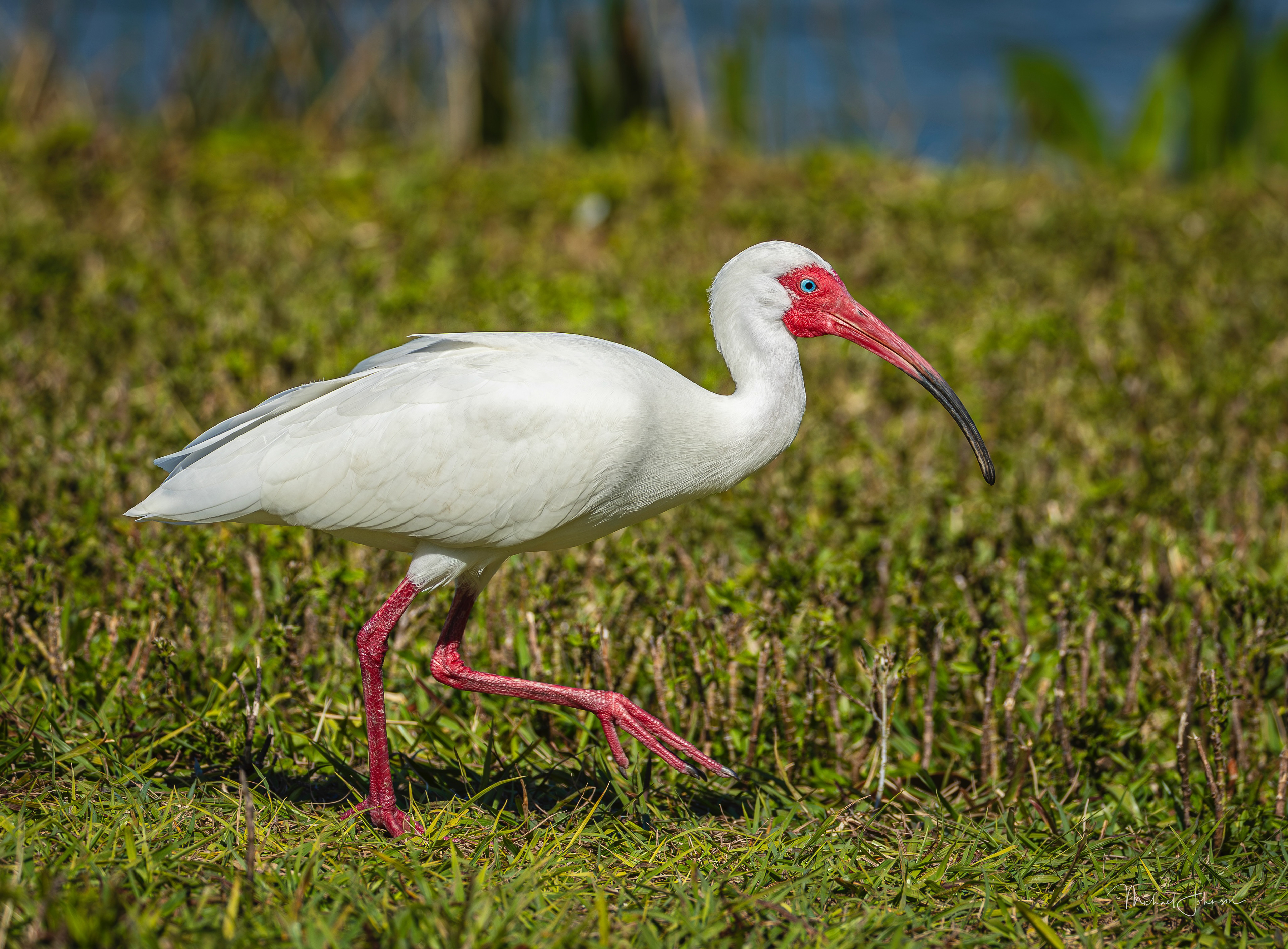 White Ibis