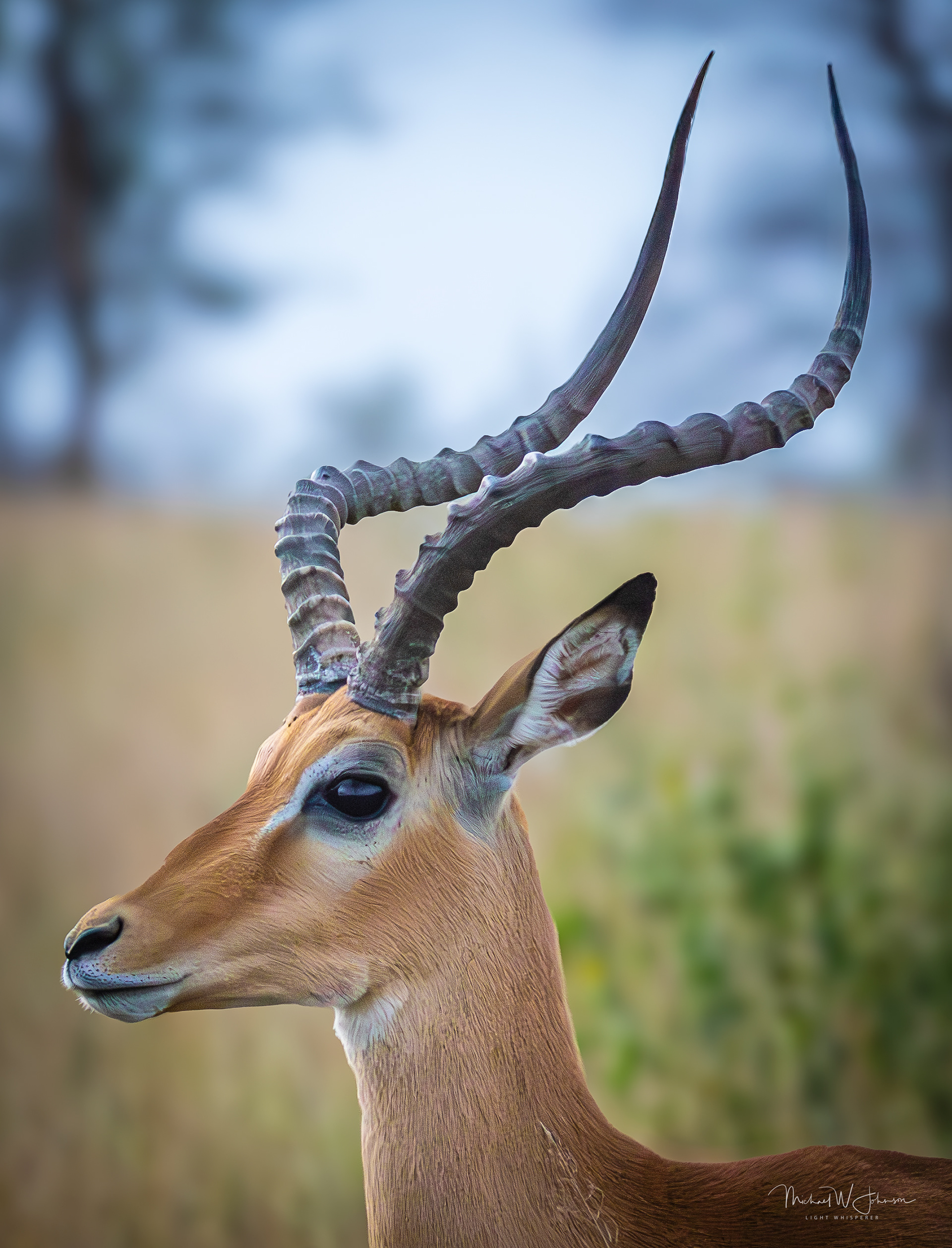 Impala