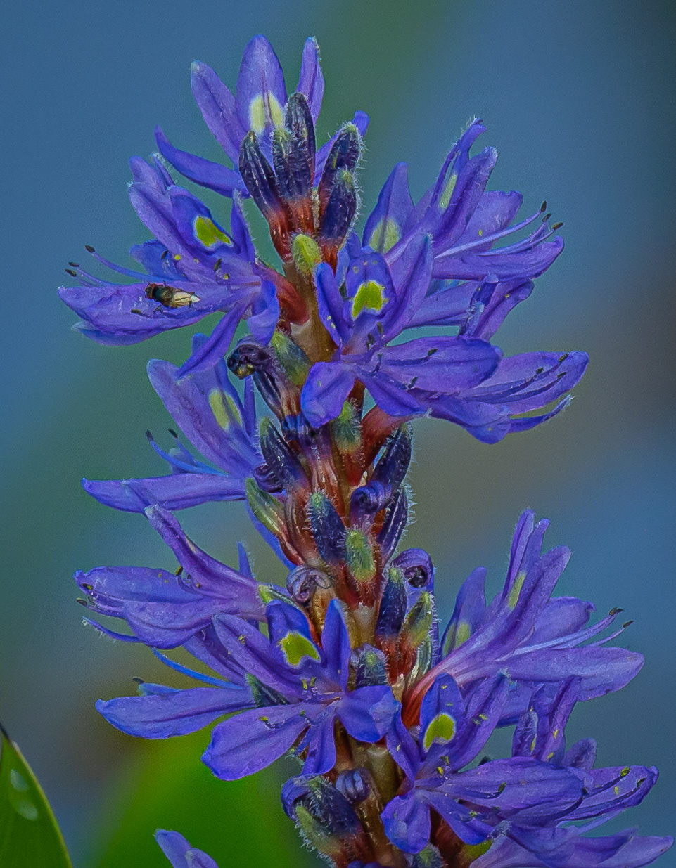 Pickerel Weed