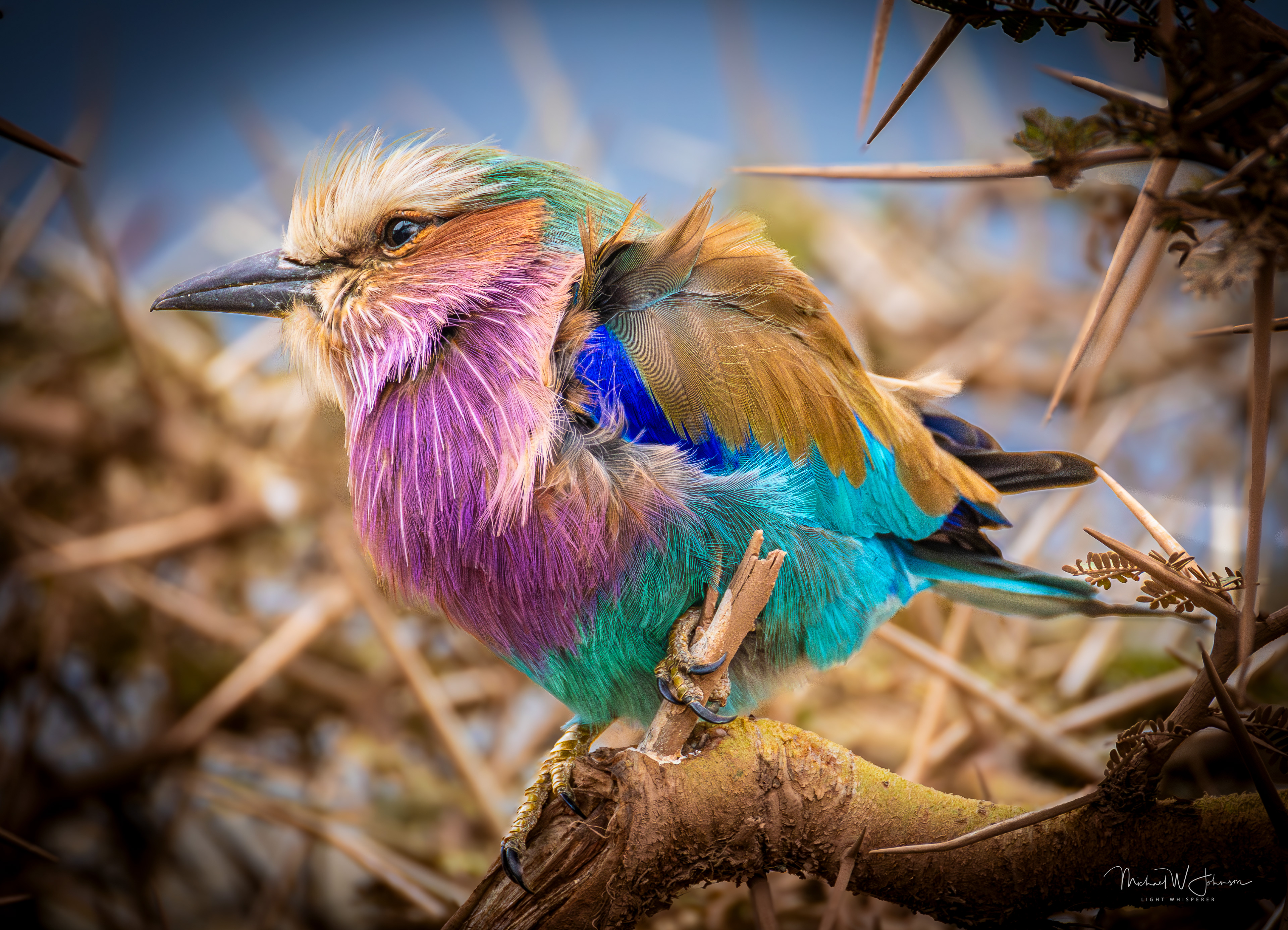 Lilac-breasted Roller