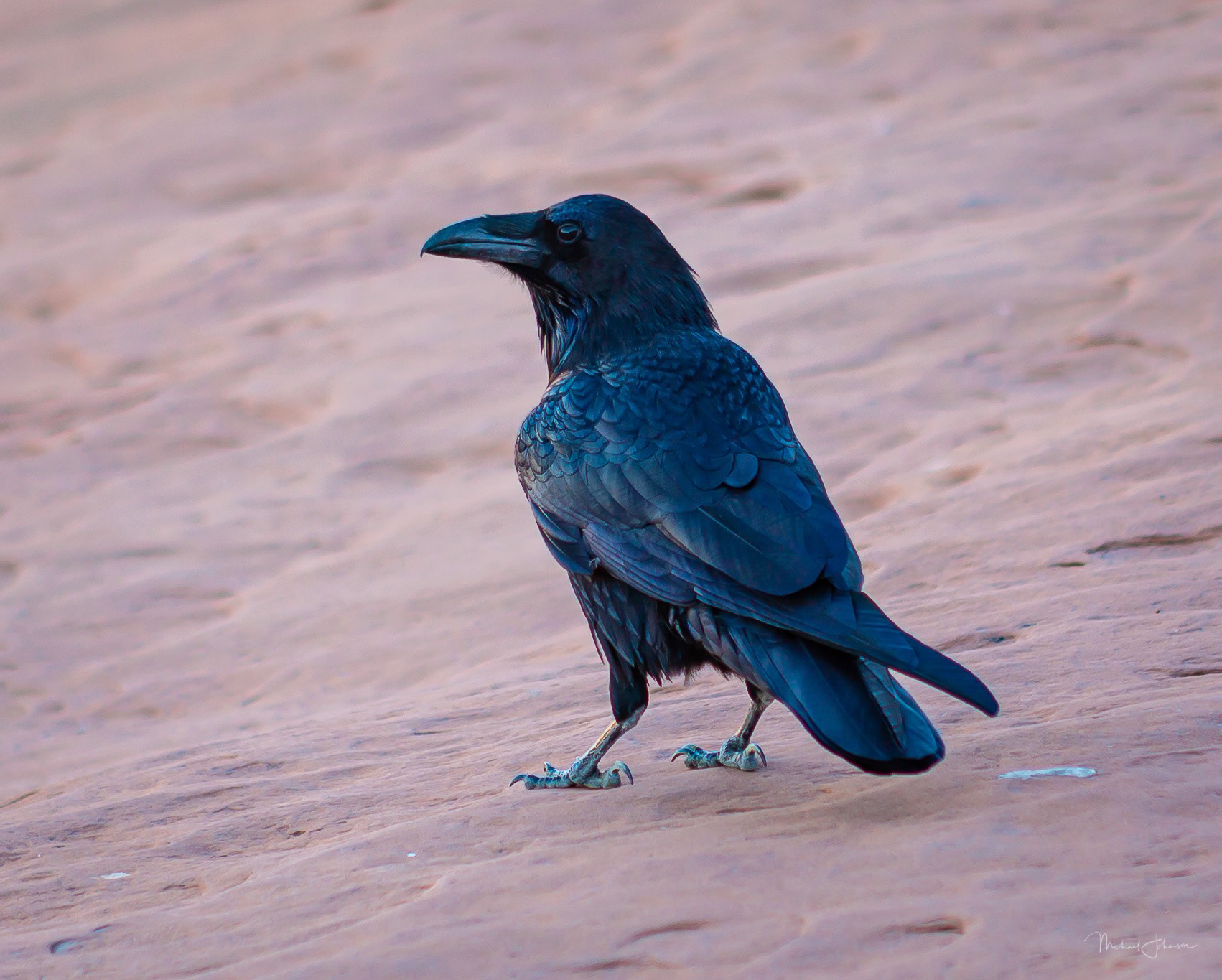 Arches National Park - Delicate Arch - Raven