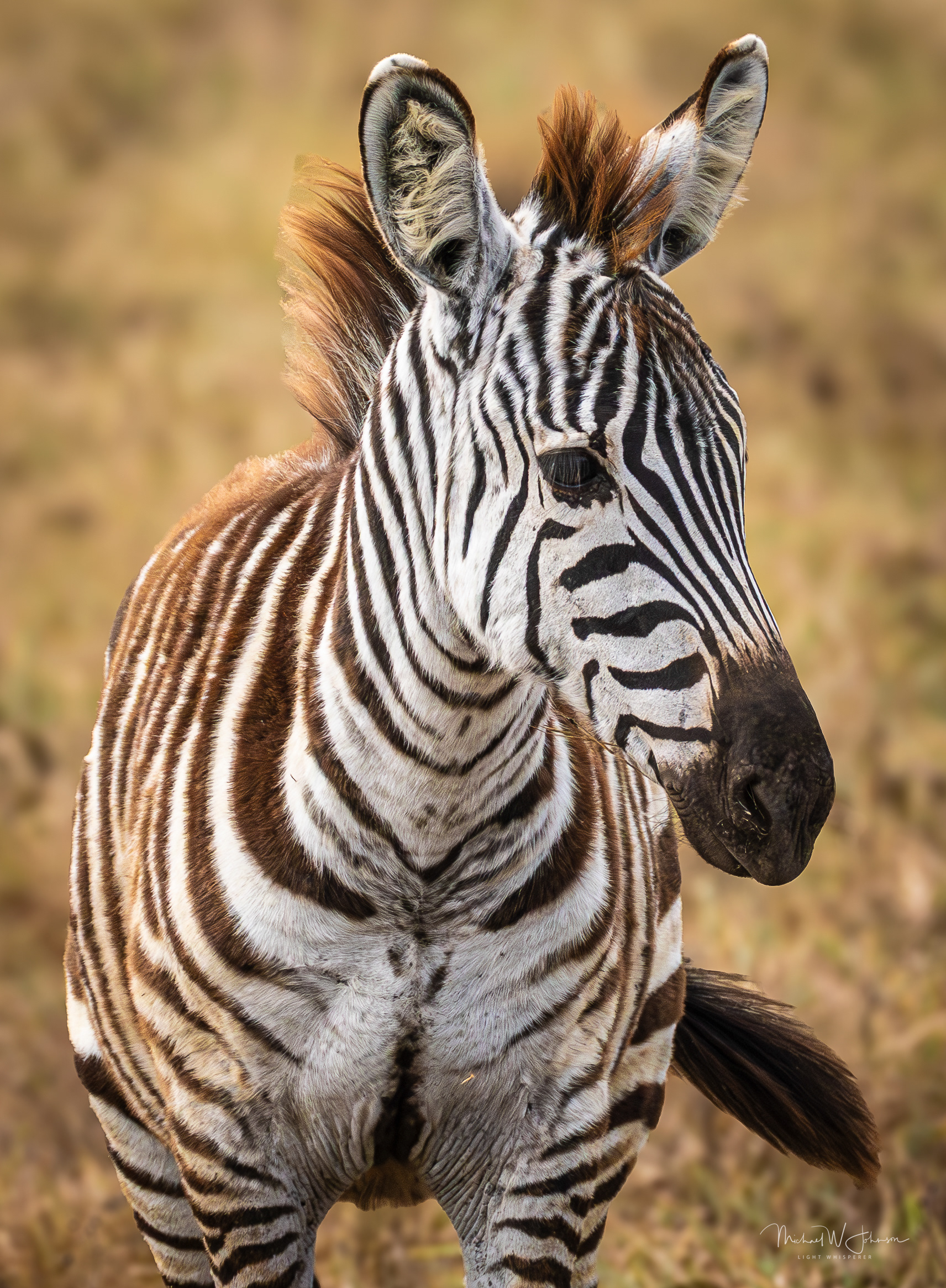 Zebra