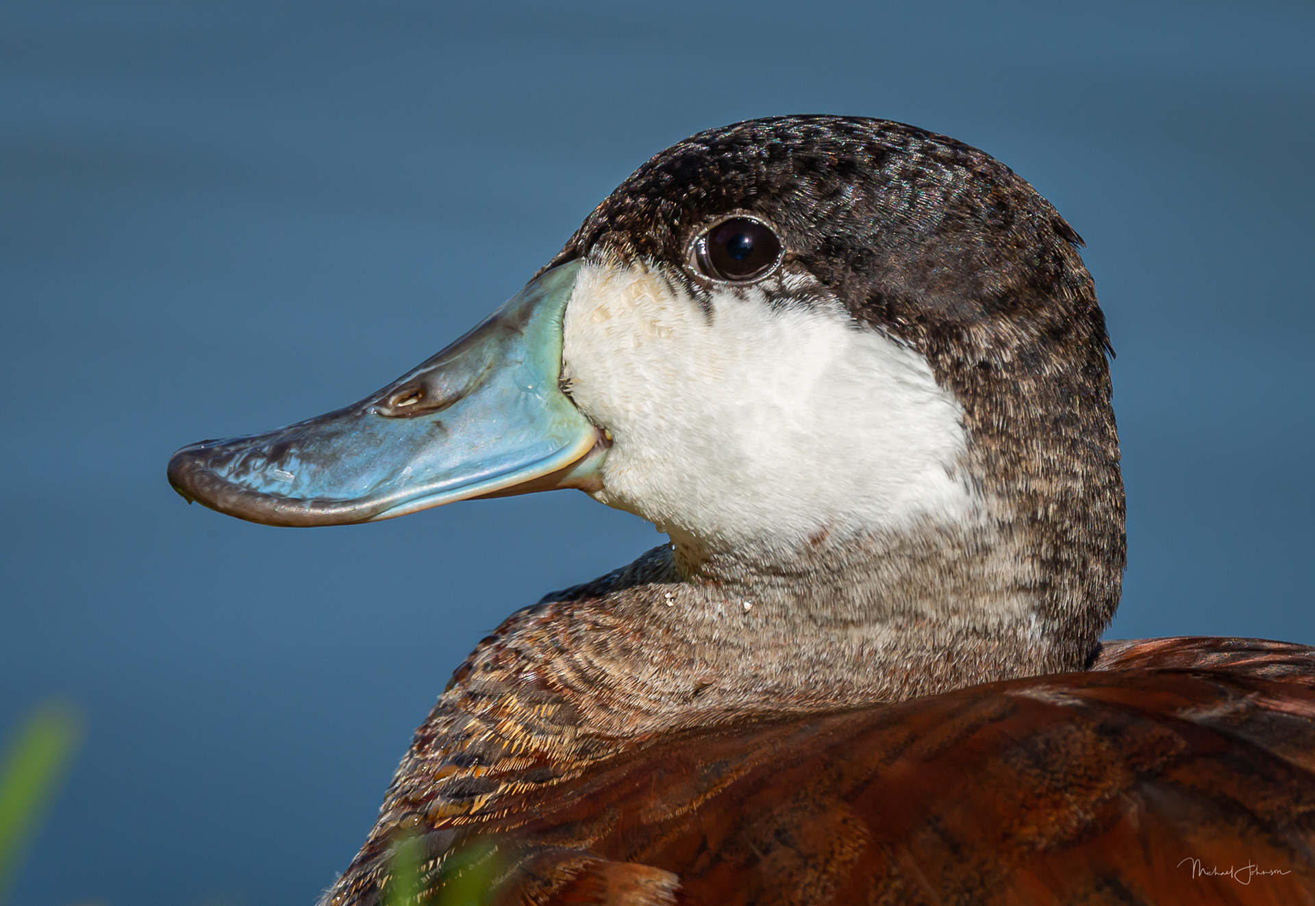 Ruddy Duck