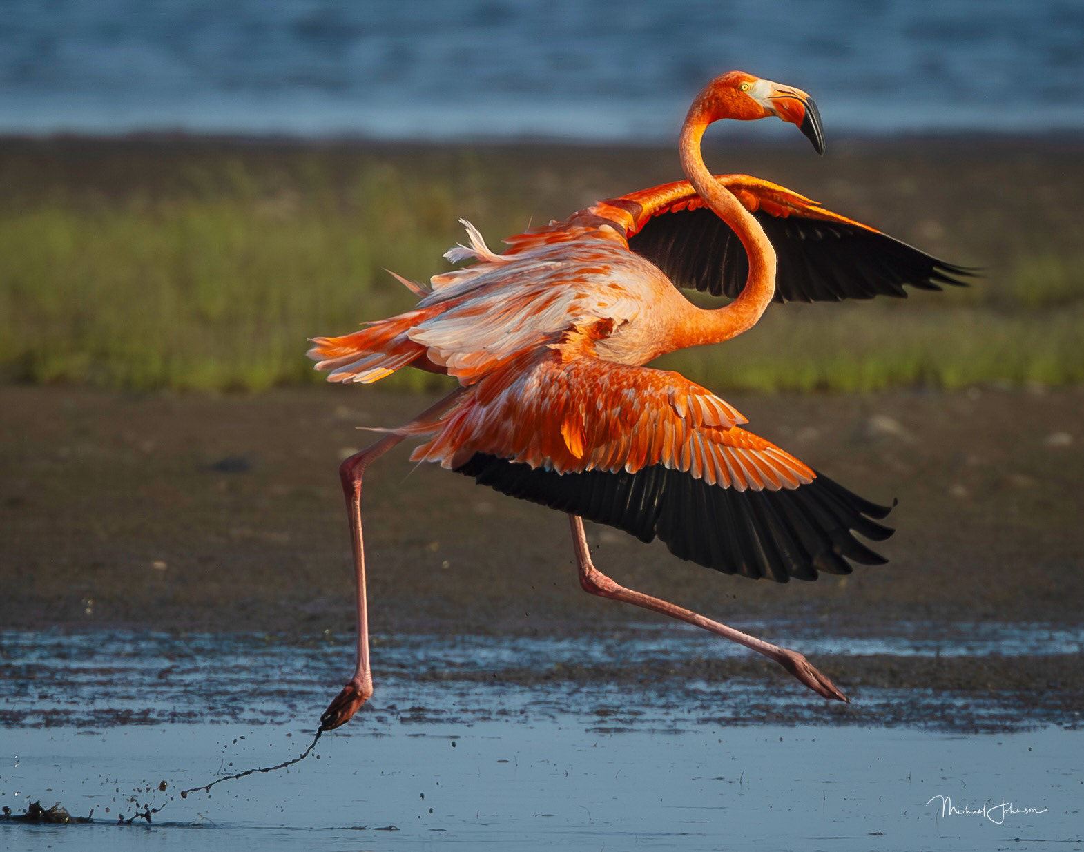 American Flamingo