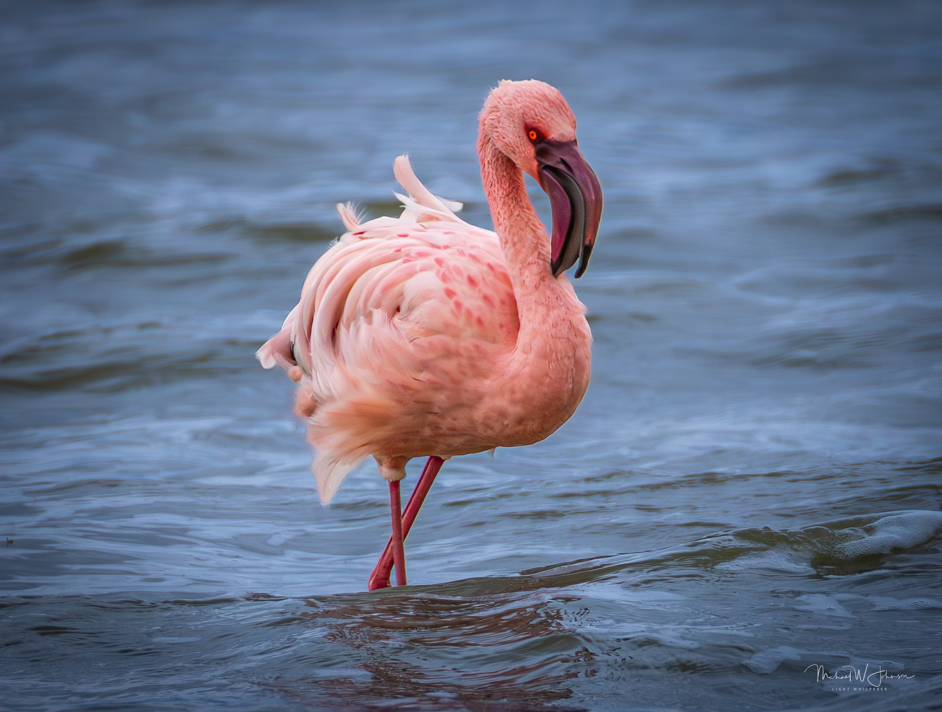 Lesser Flamingo