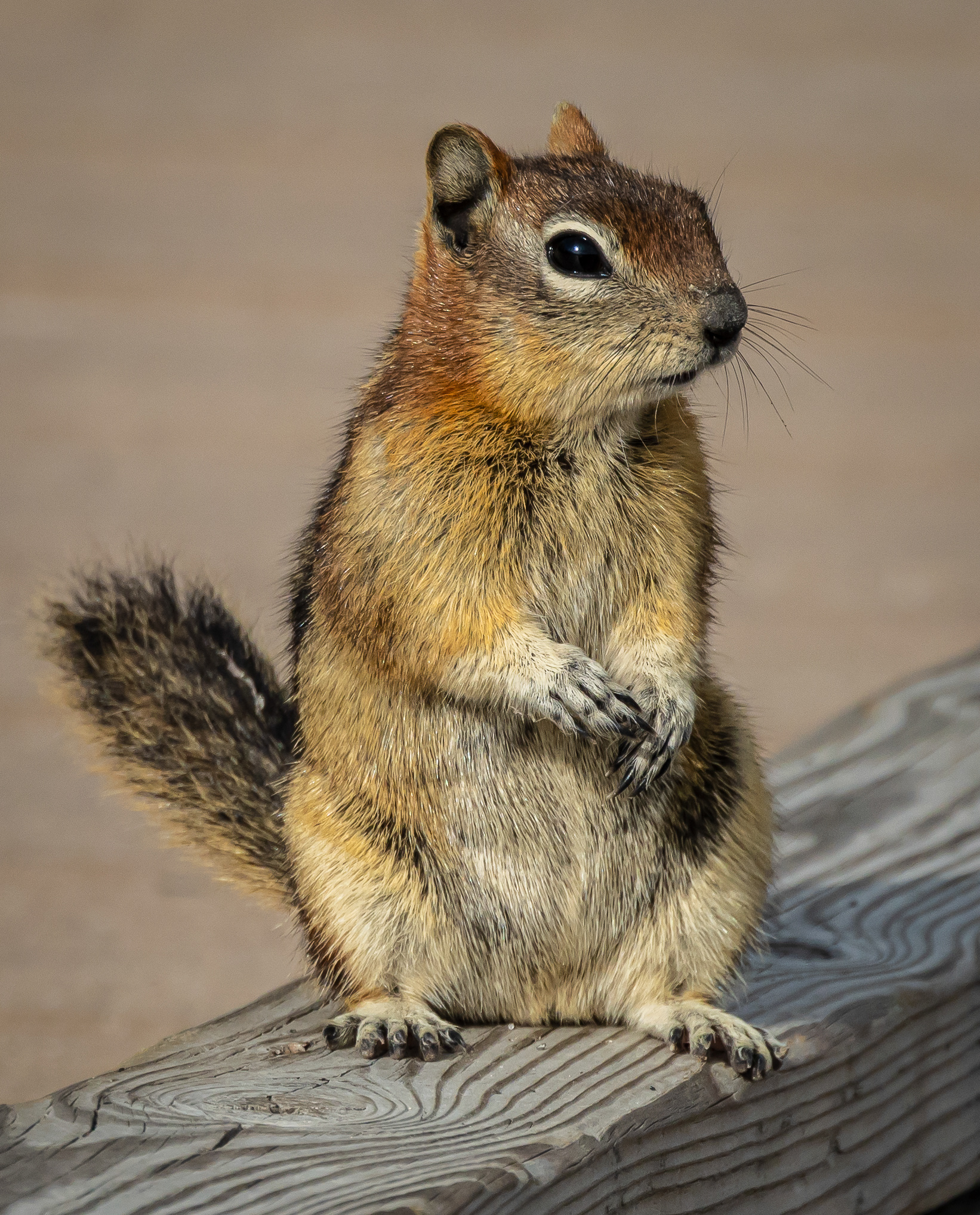 Golden-mantled Ground Squirrel