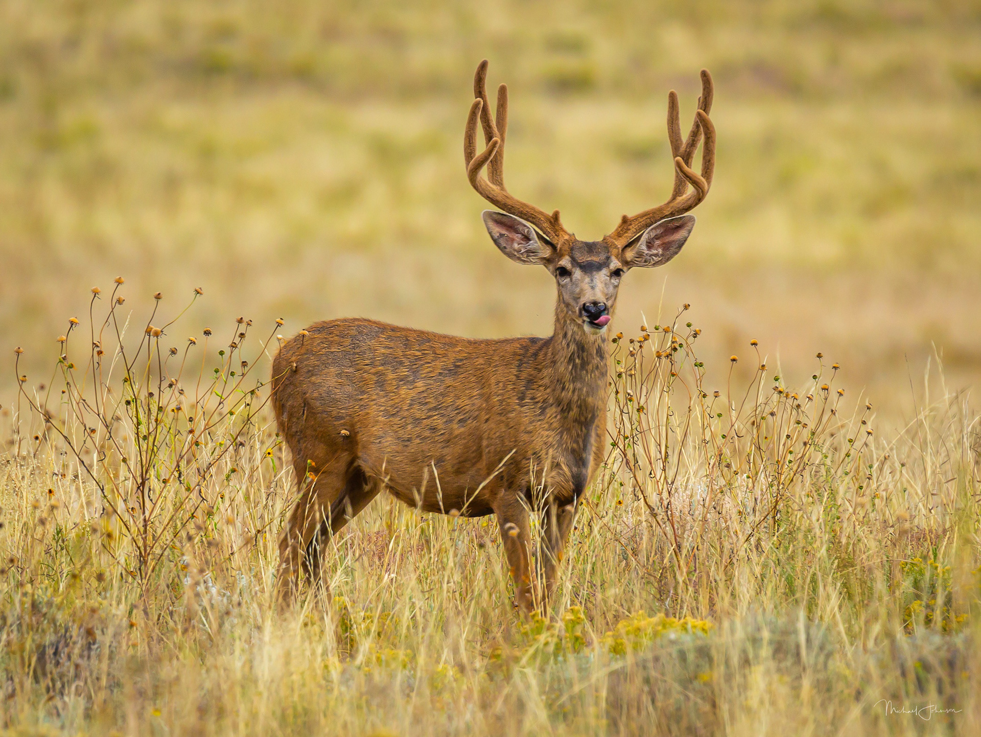 Mule Deer