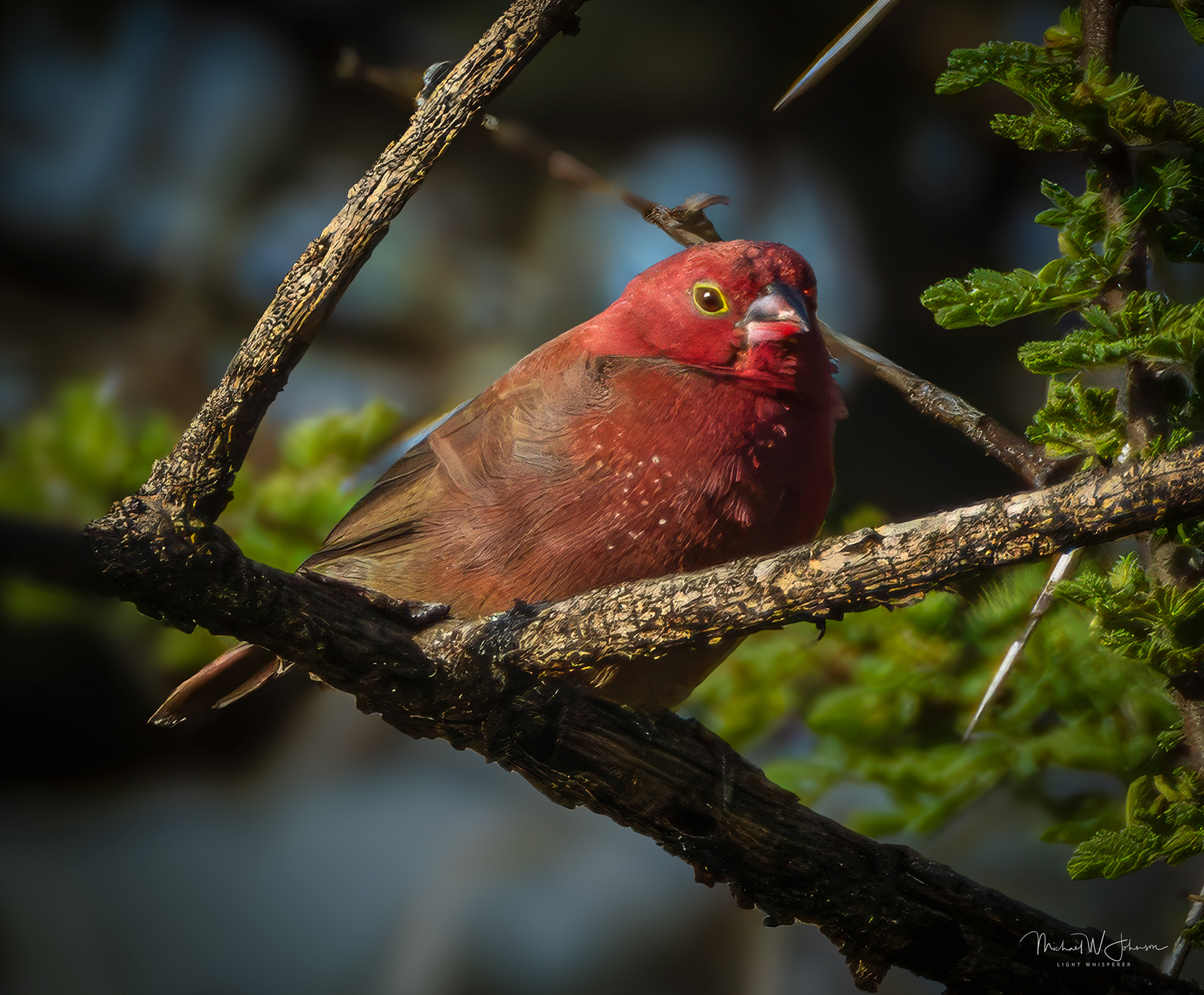 Jamison's Firefinch