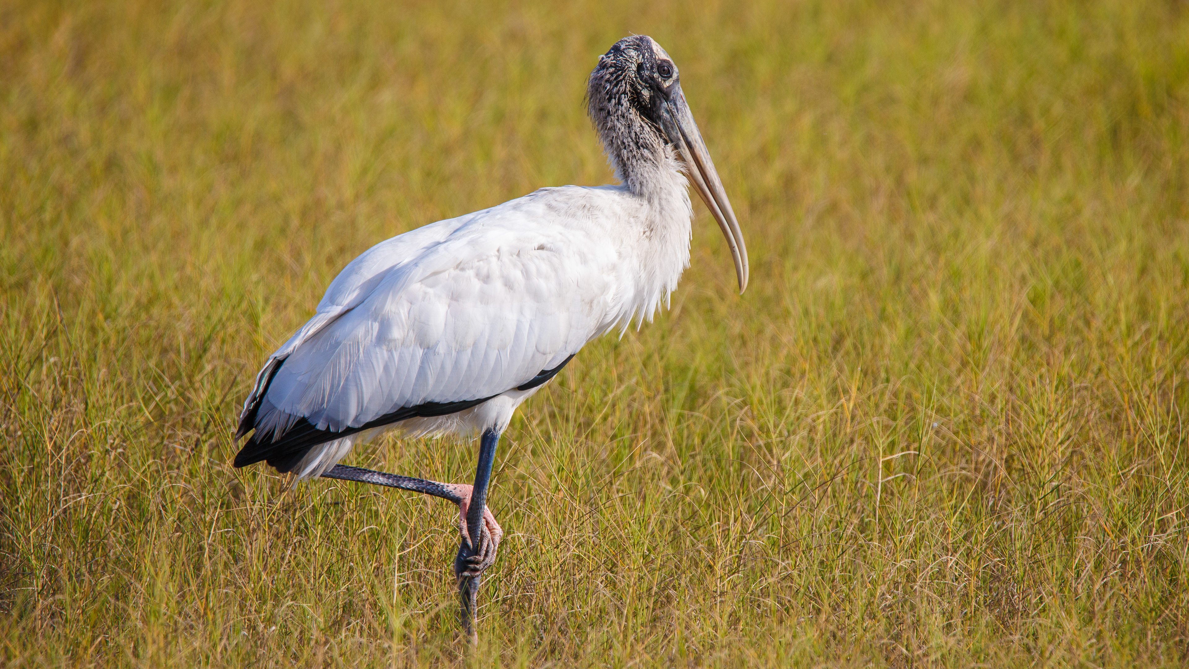 Wood Stork