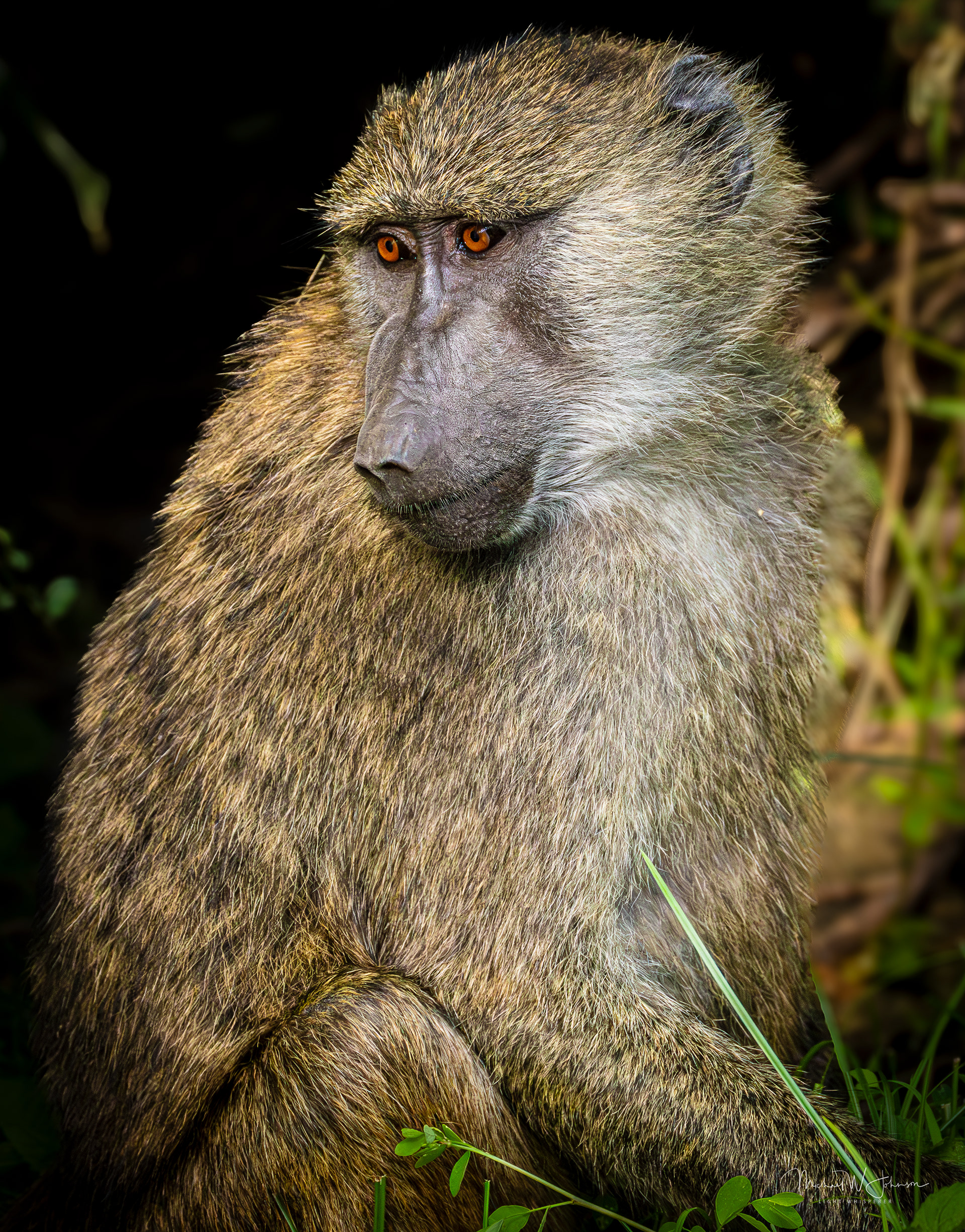 Baboon