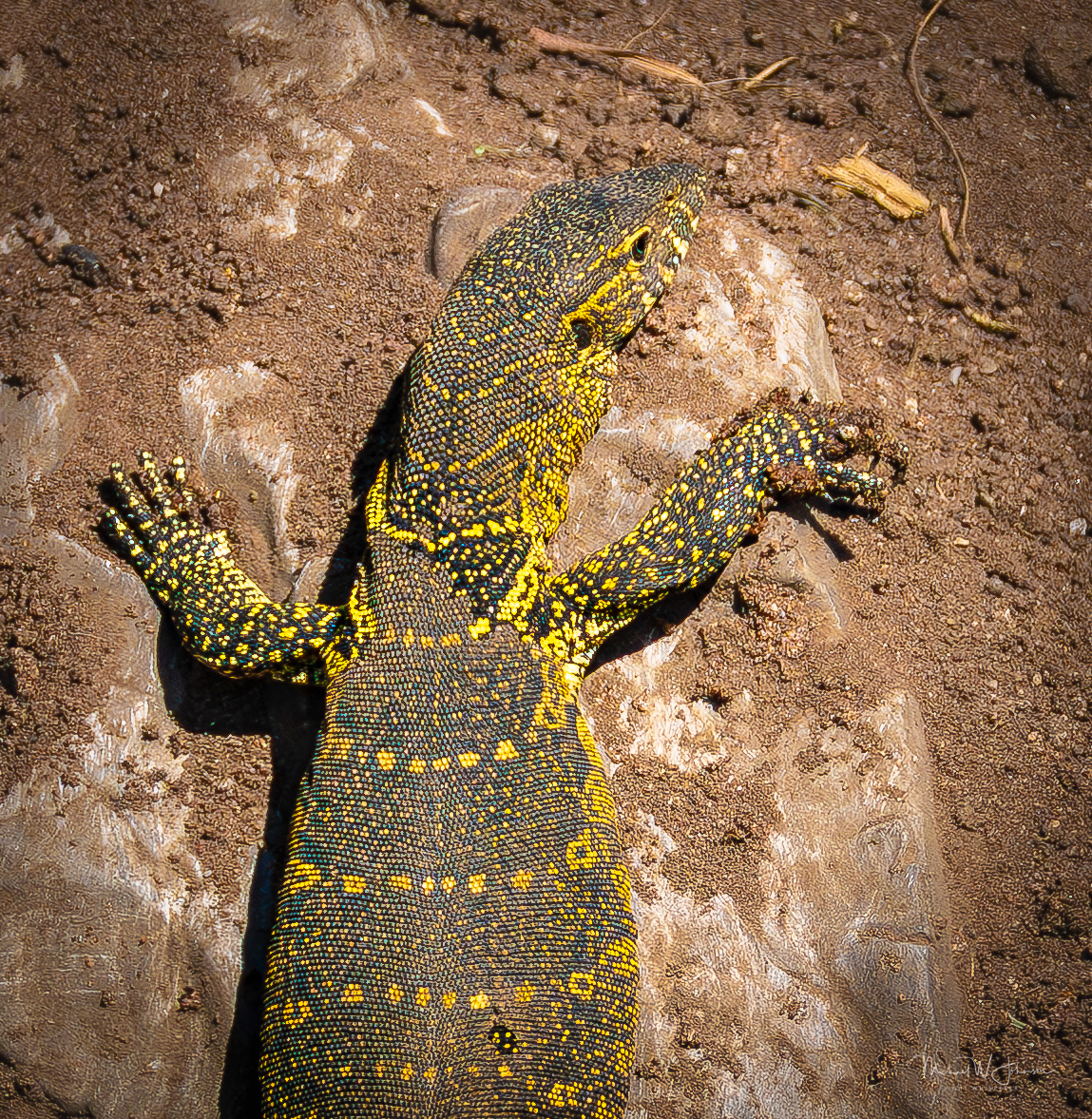 Monitor Lizard