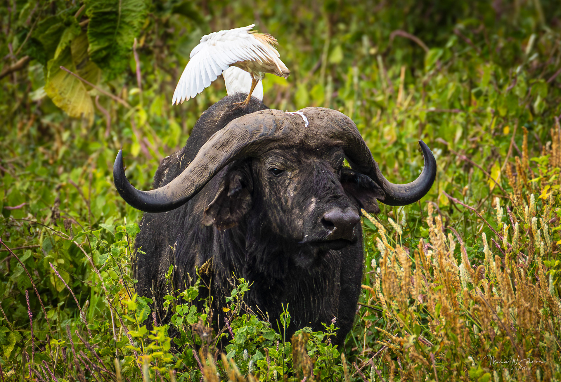 Cape Buffalo