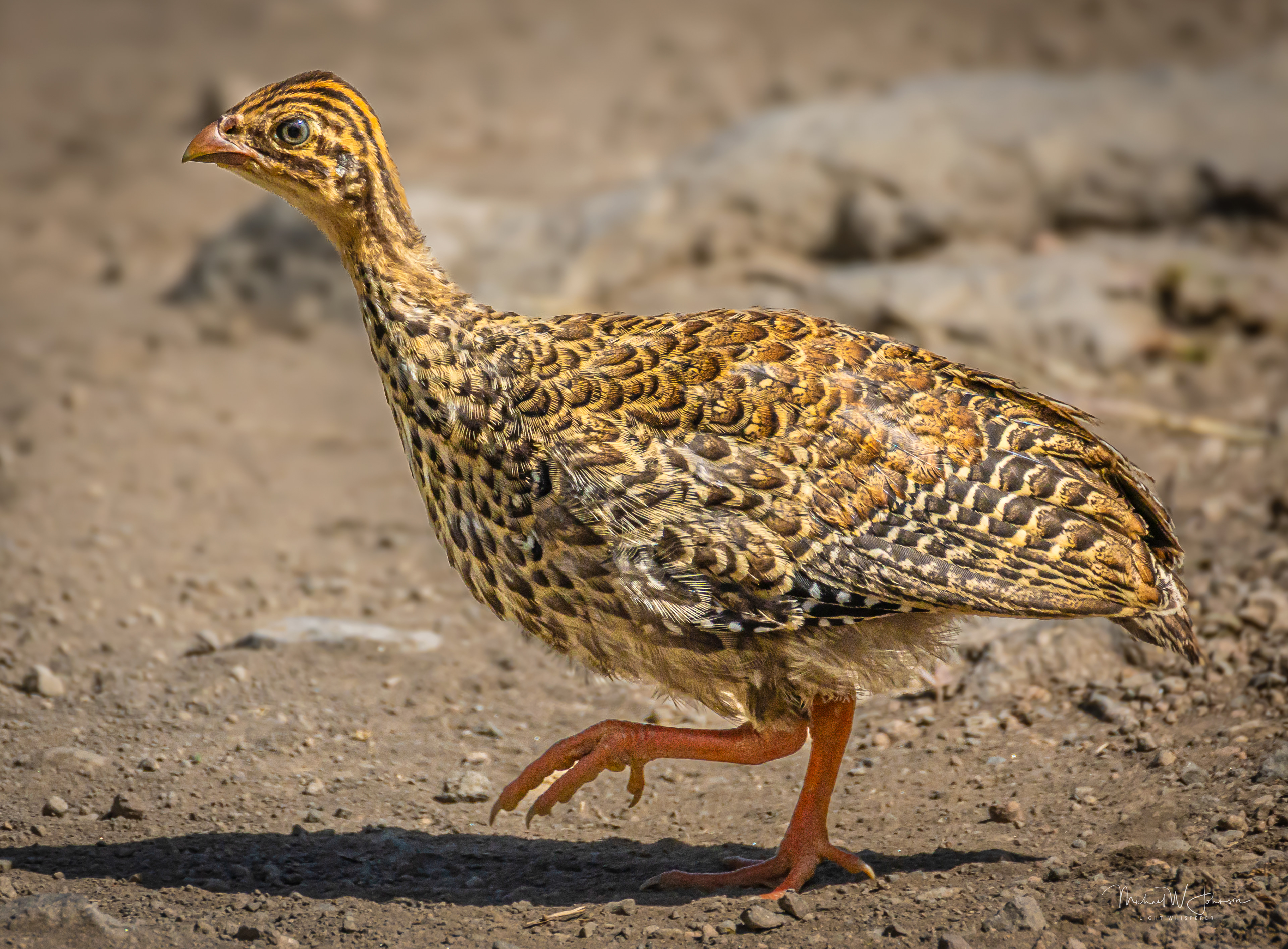Helmeted Guineafowl