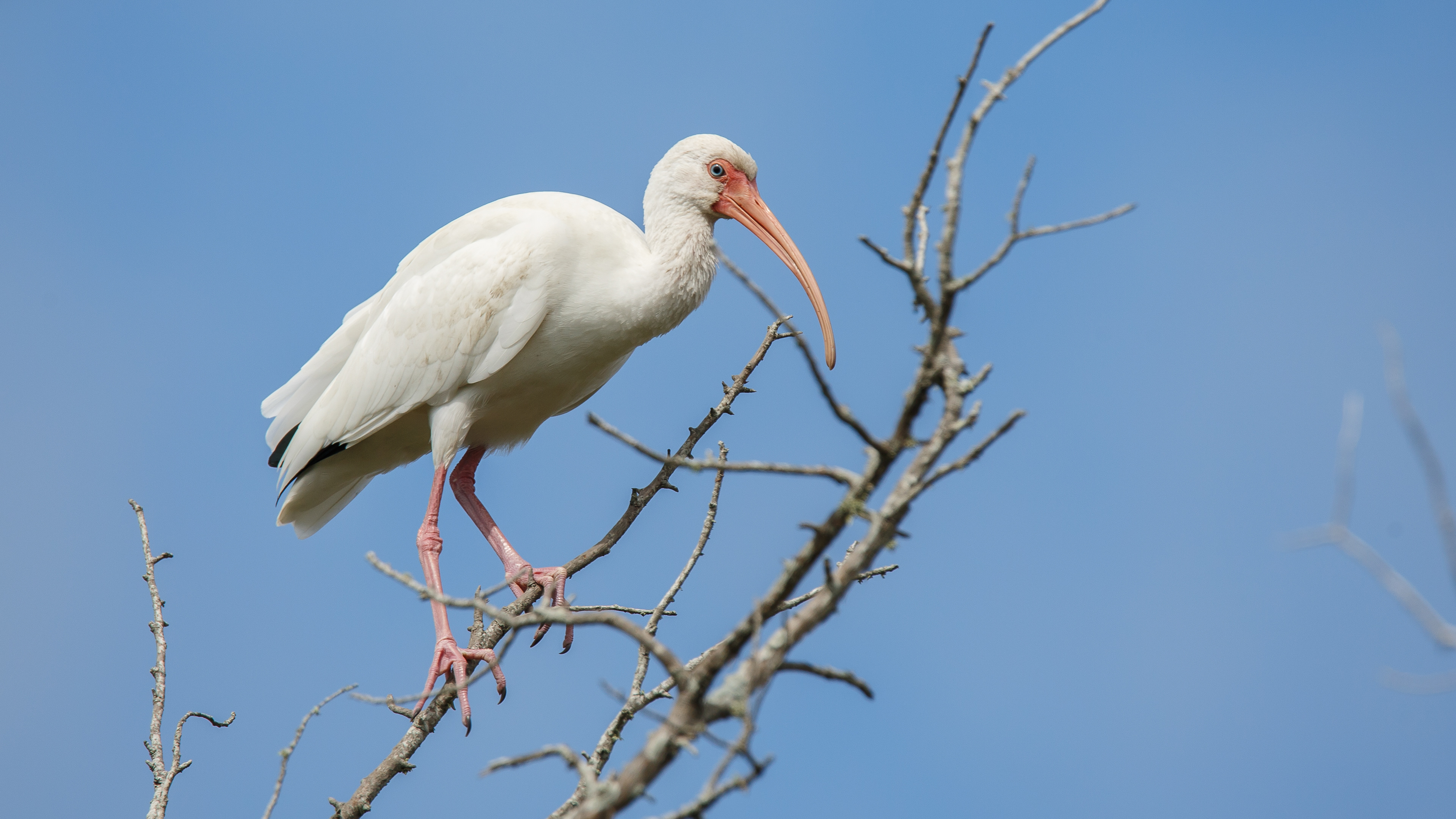 White Ibis