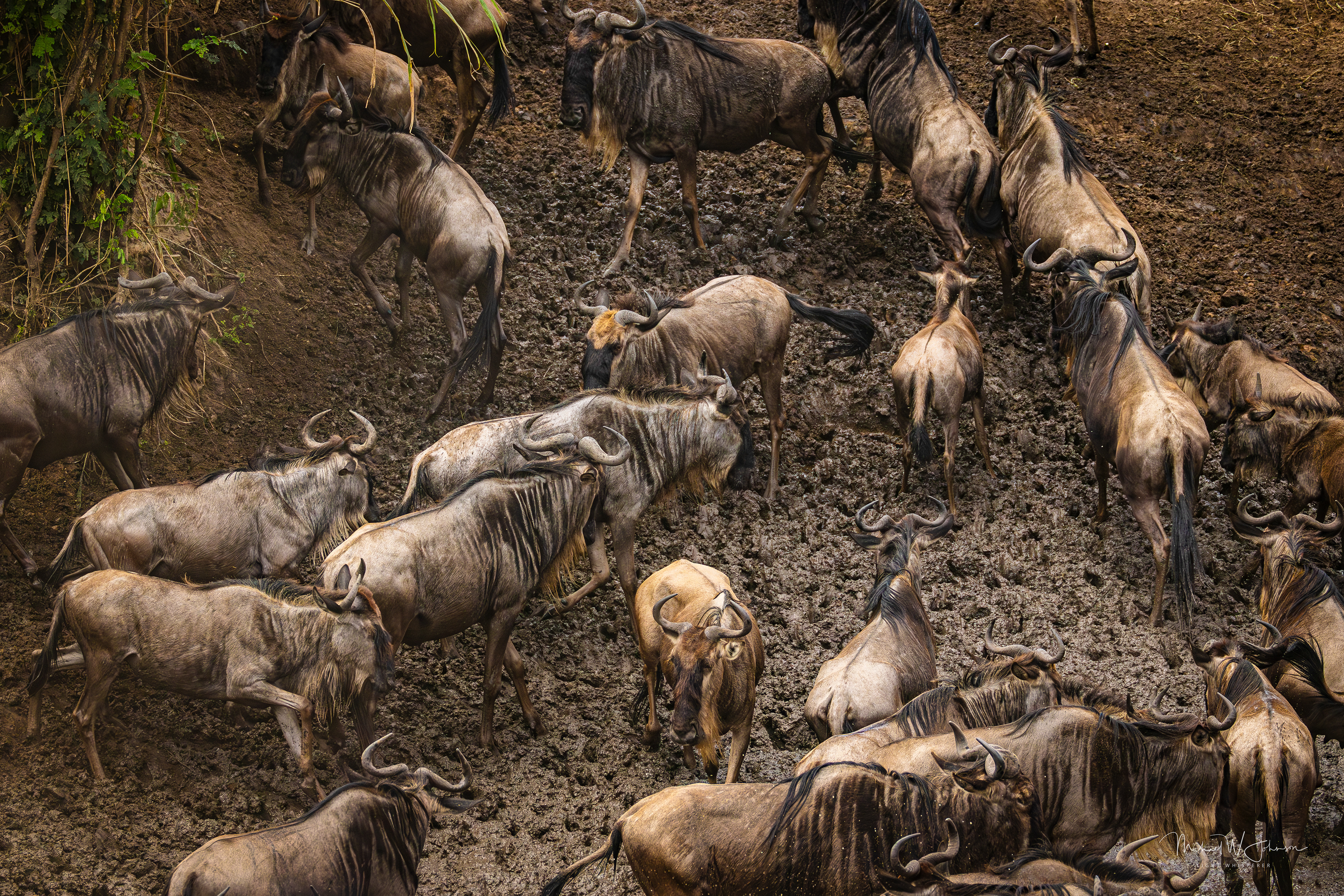Wildebeest - Chaos at the River