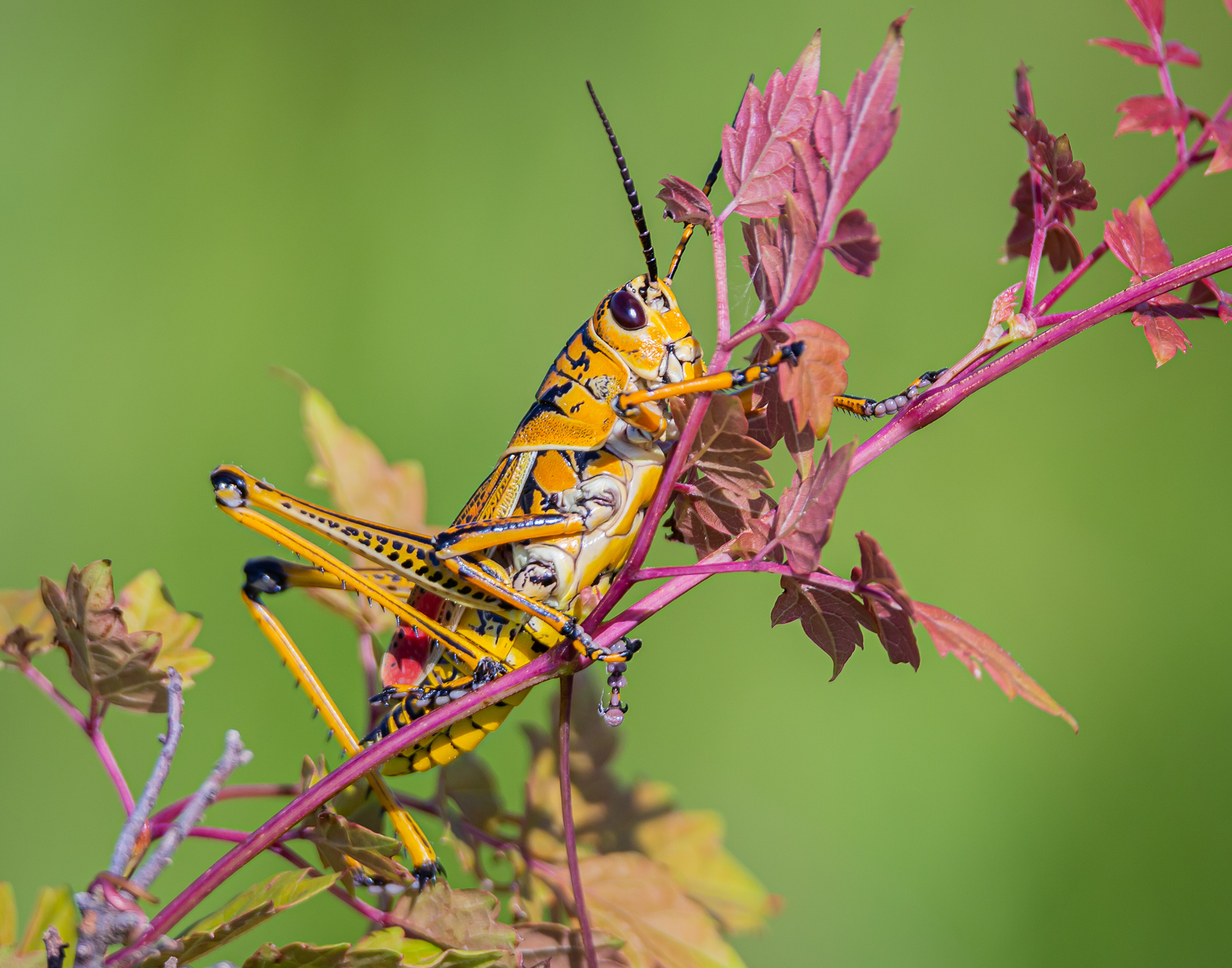 Lubber Grasshopper