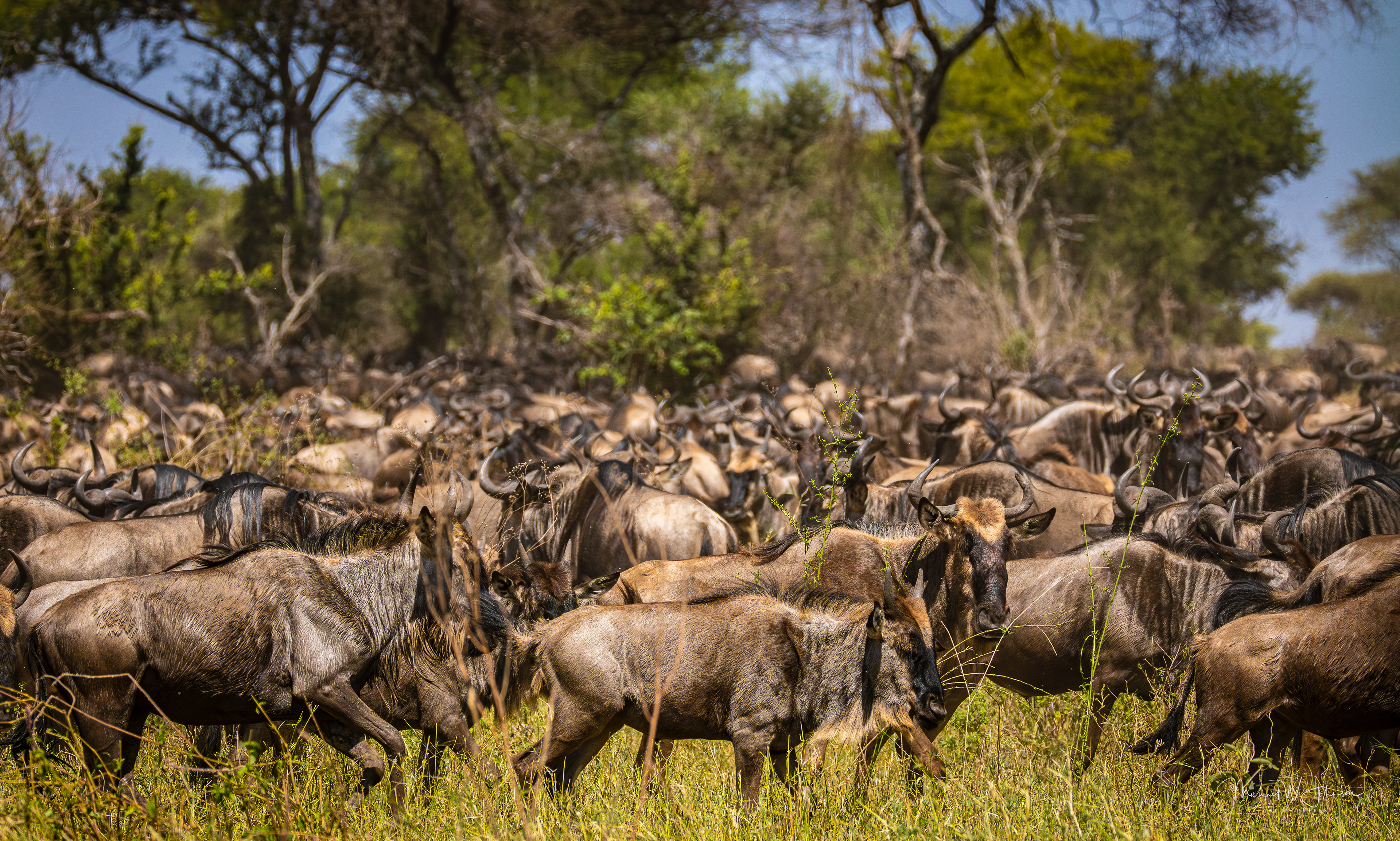 Wildebeests