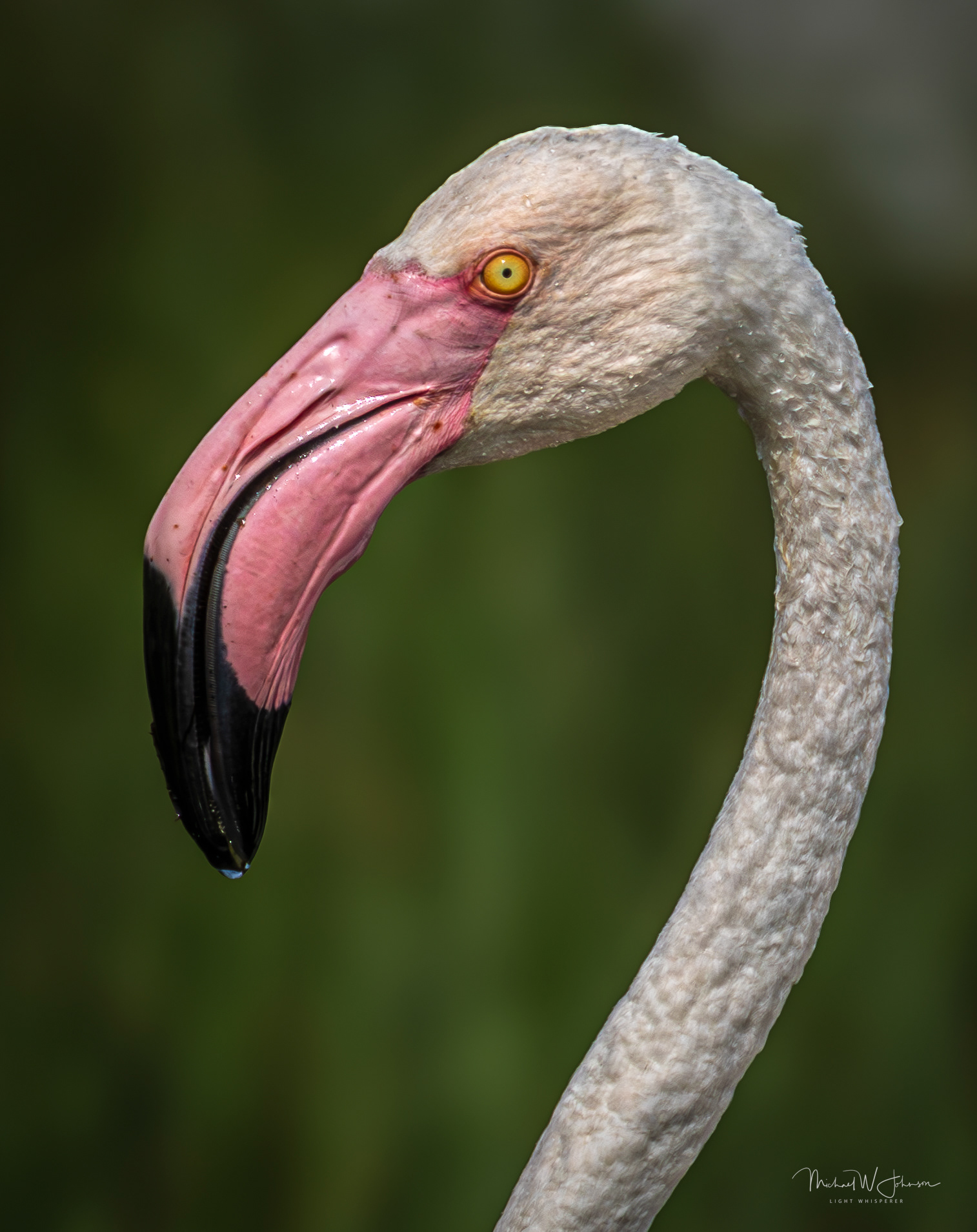 Greater Flamingo