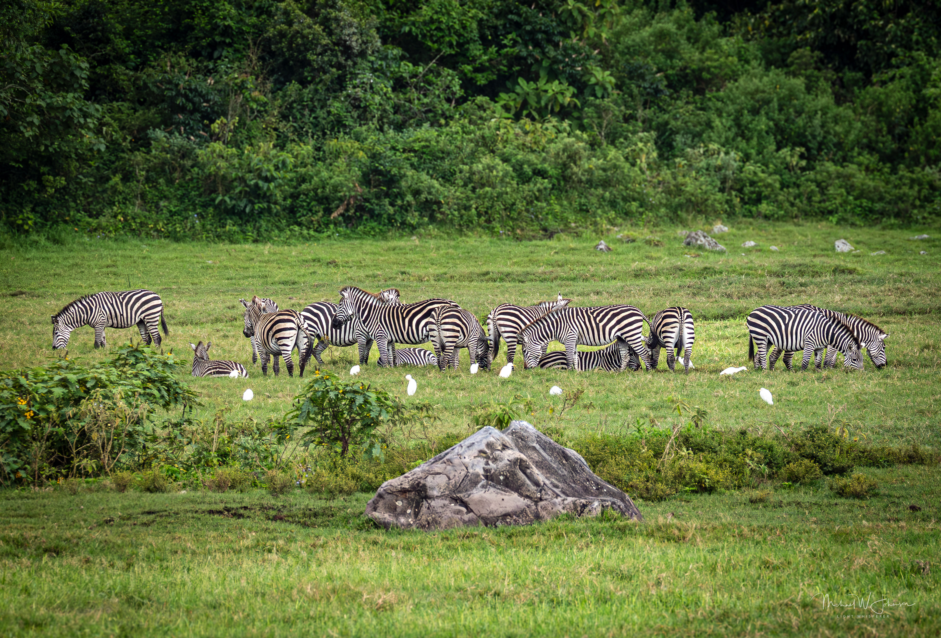 Zebras