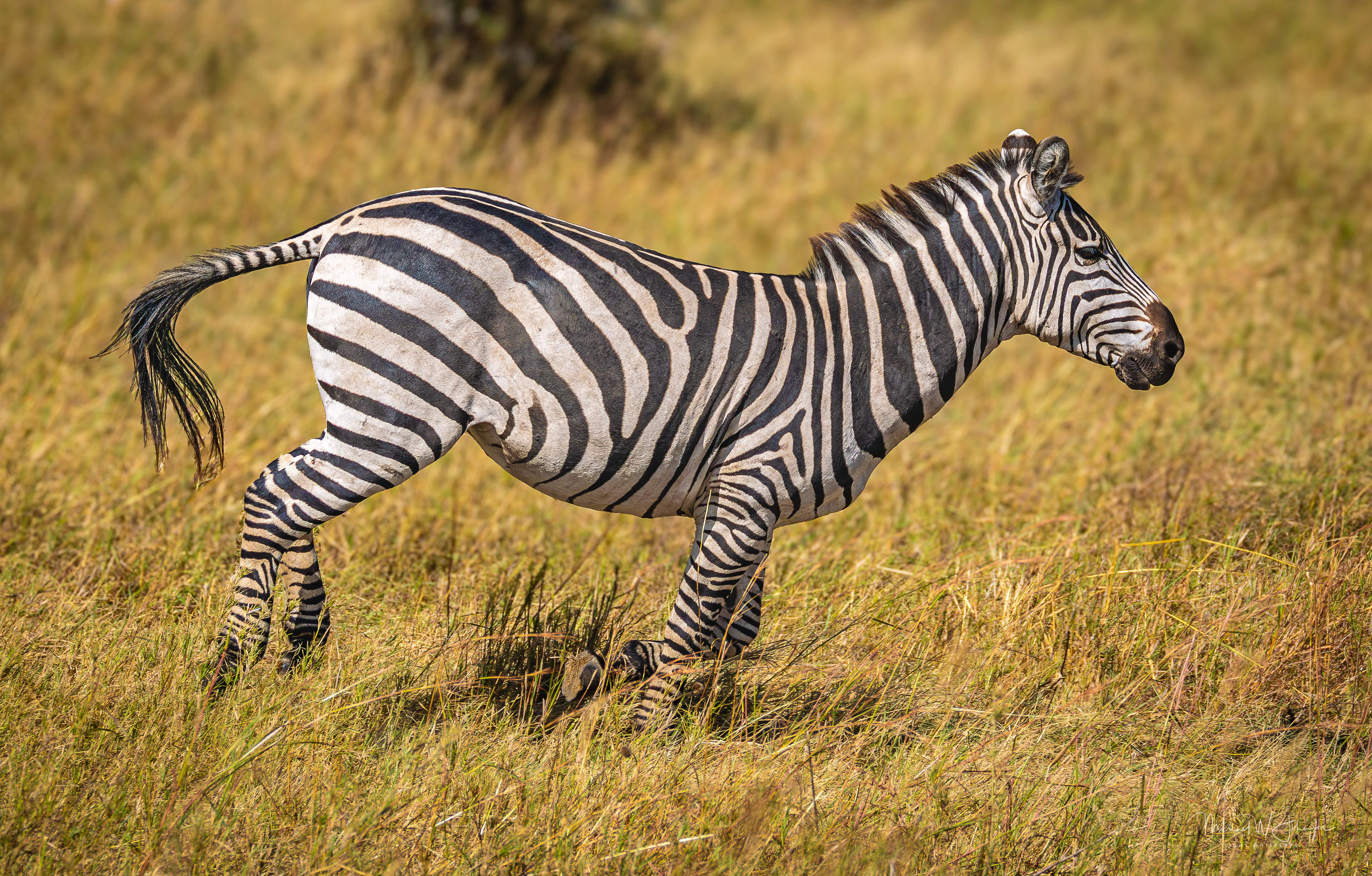 Zebra