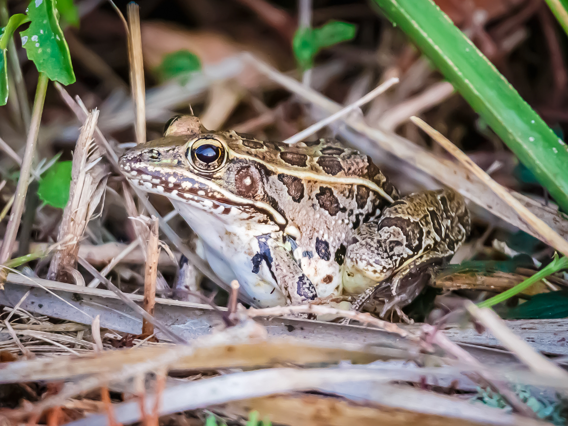 Florida Leopard Frog