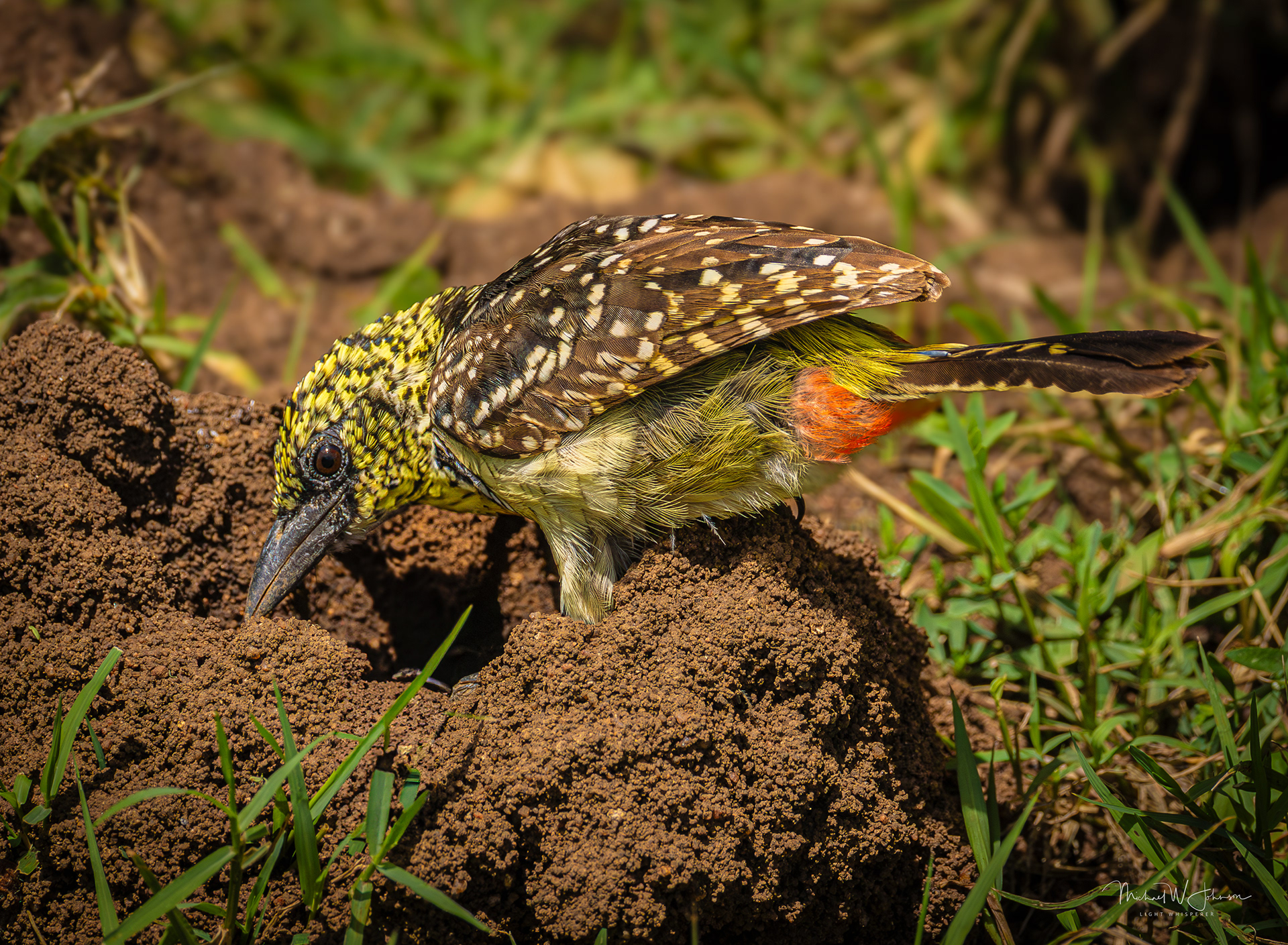 D'Arnaud's Barbet