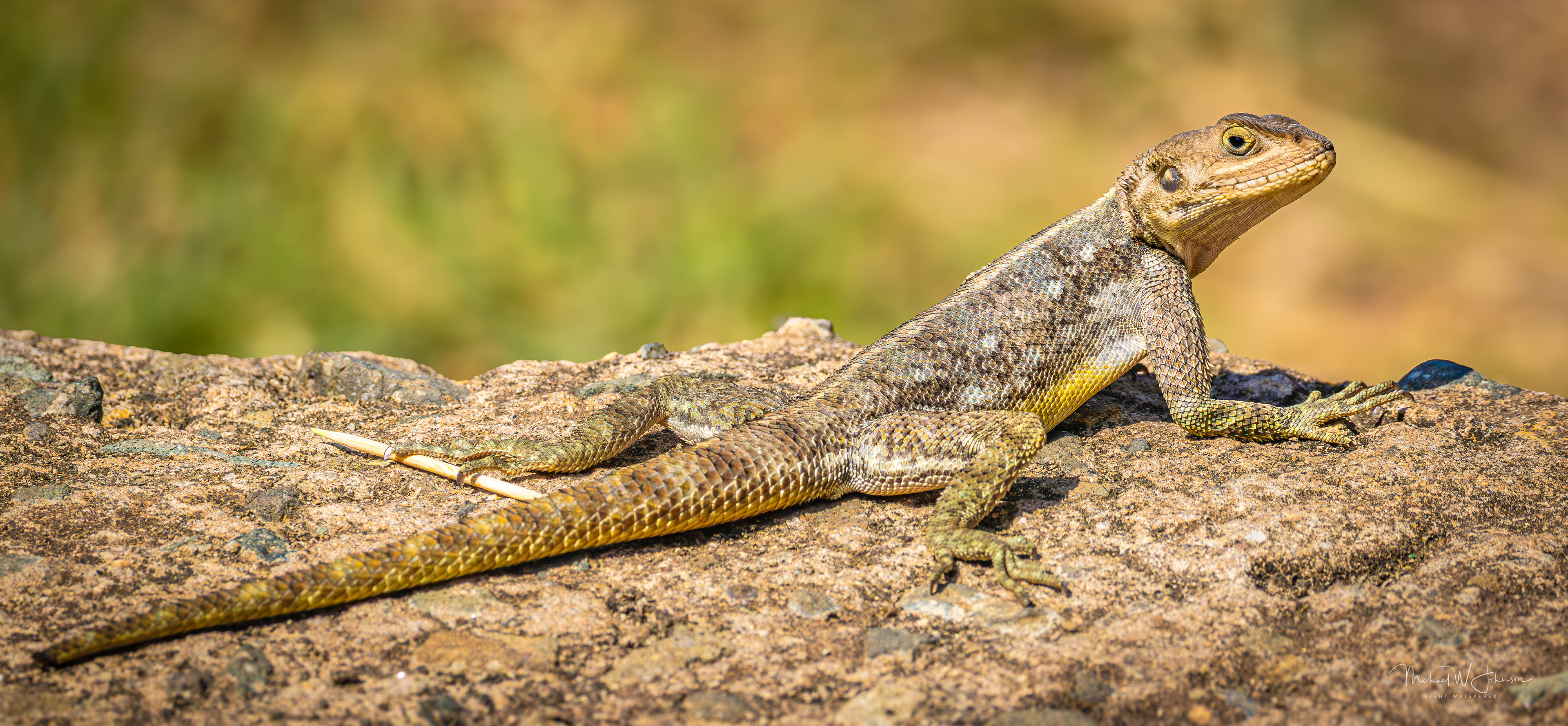 Yellow-bellied Lizard