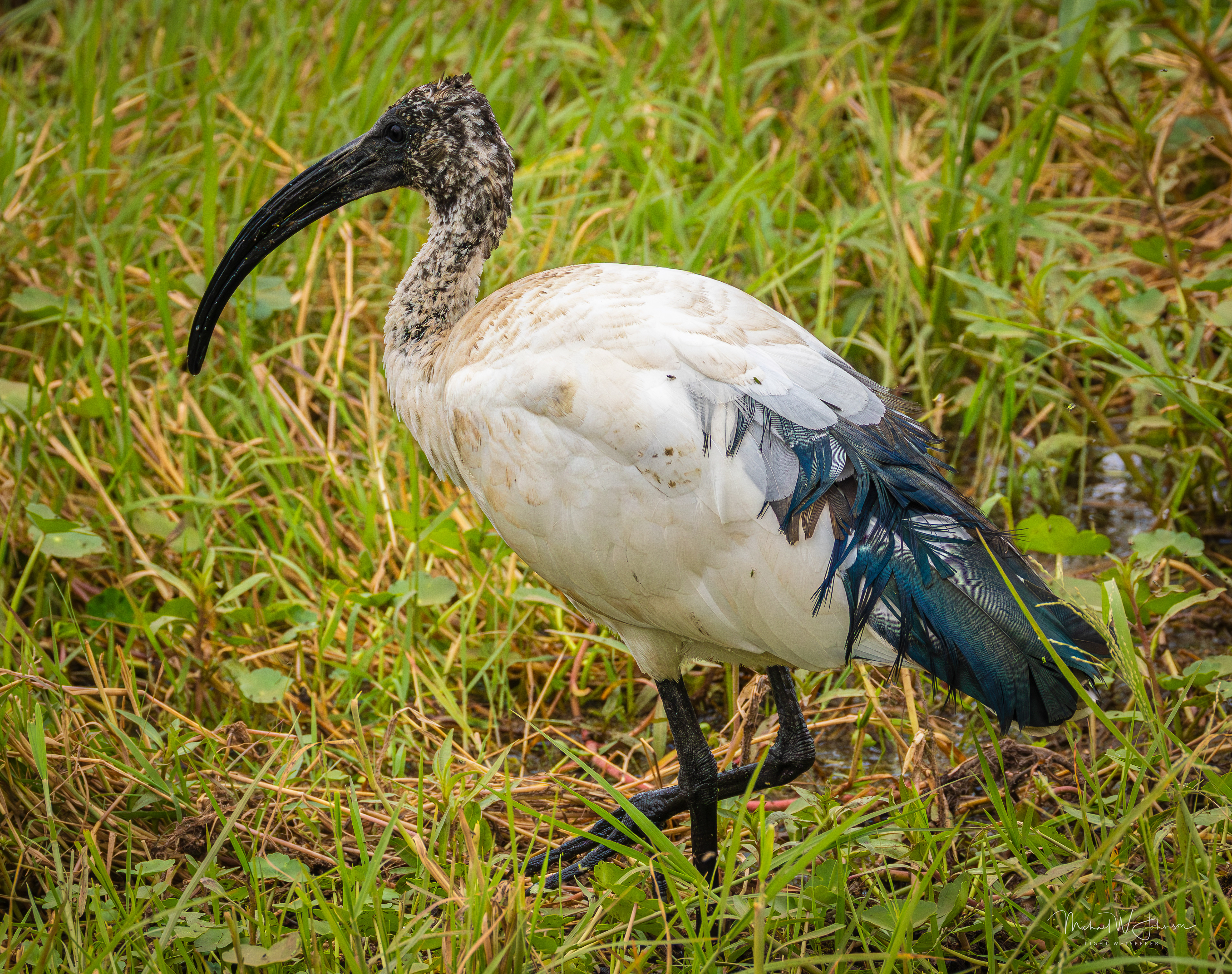 Sacred Ibis