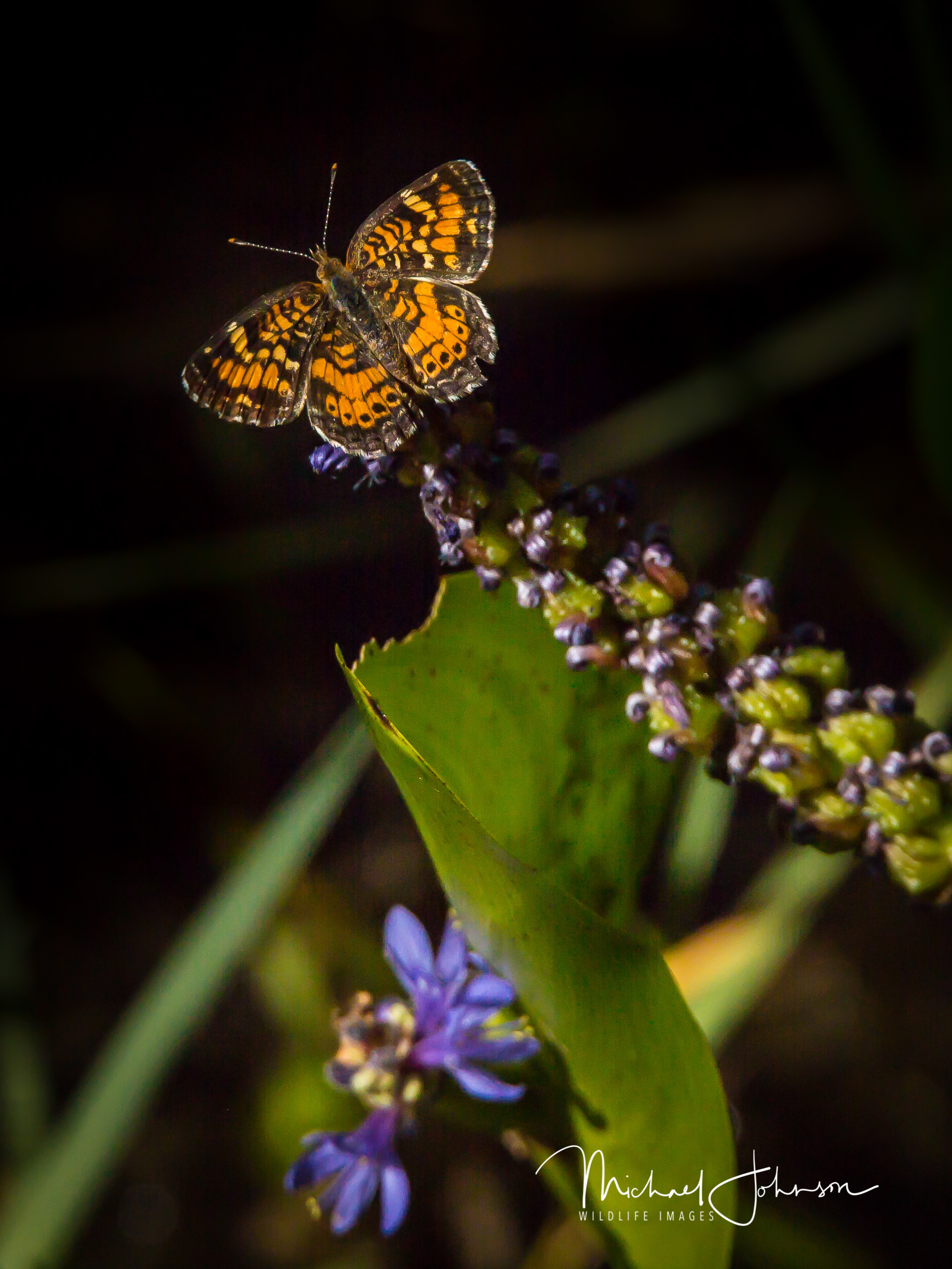 Pearl Crescent