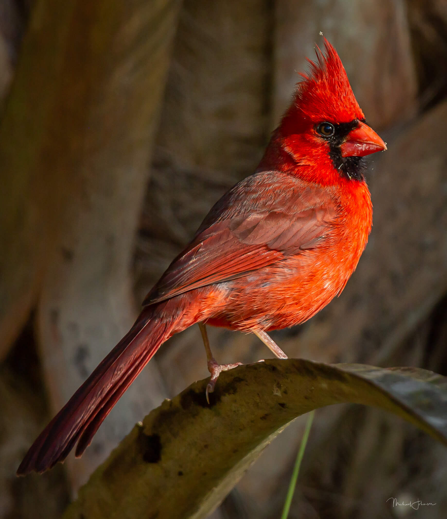 Northern Cardinal