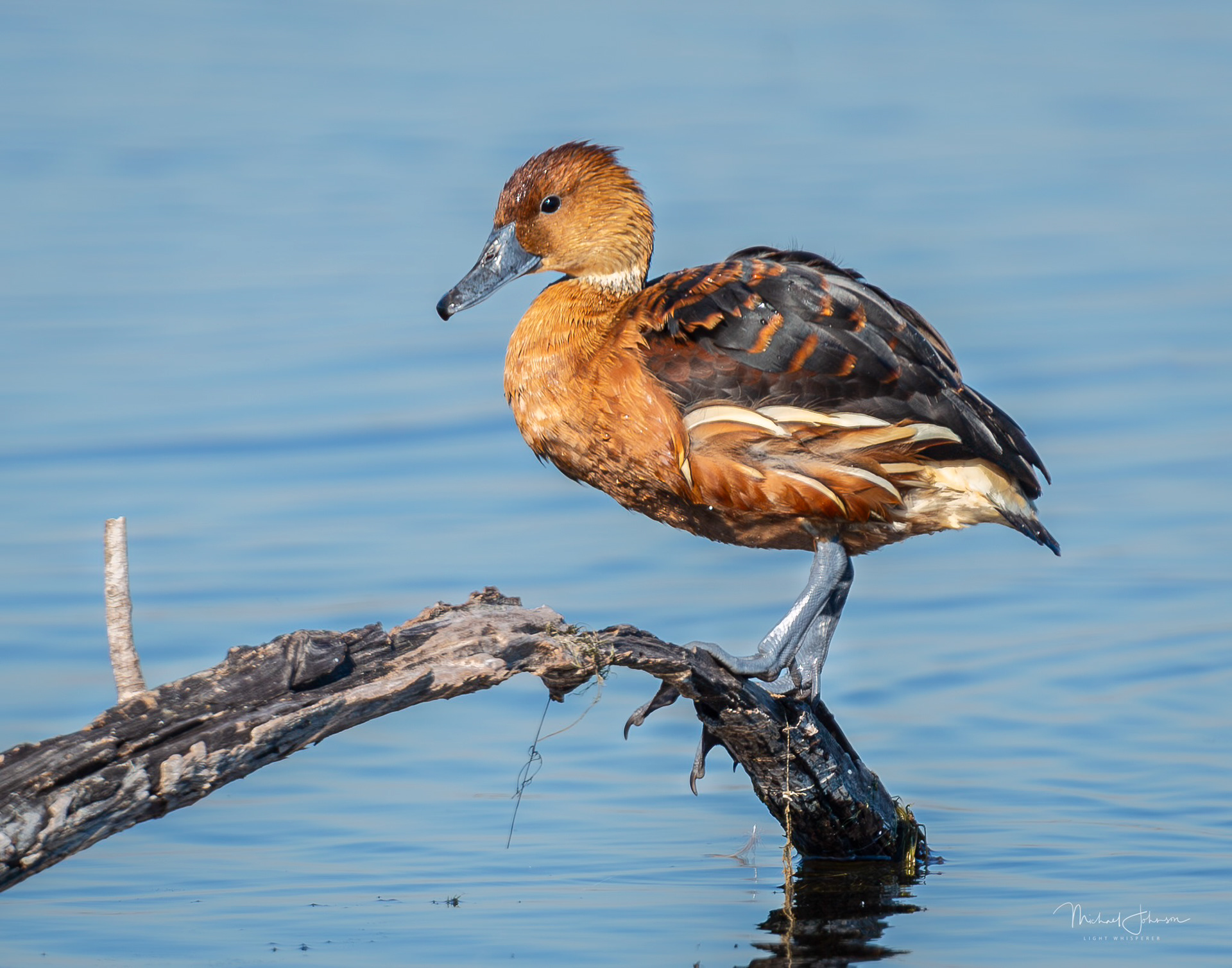 Fulvous-Whistling Duck