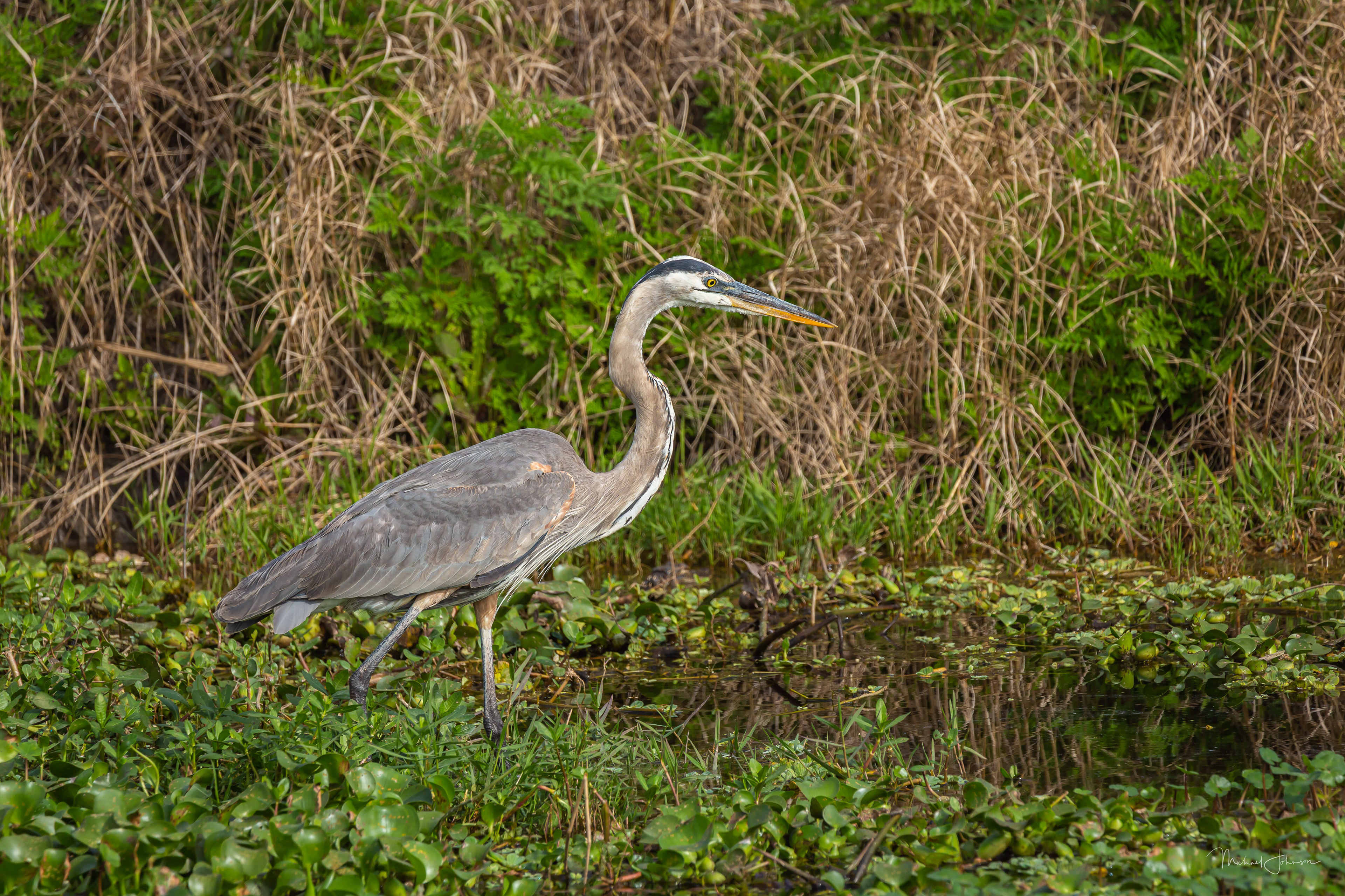 Great Blue Heron