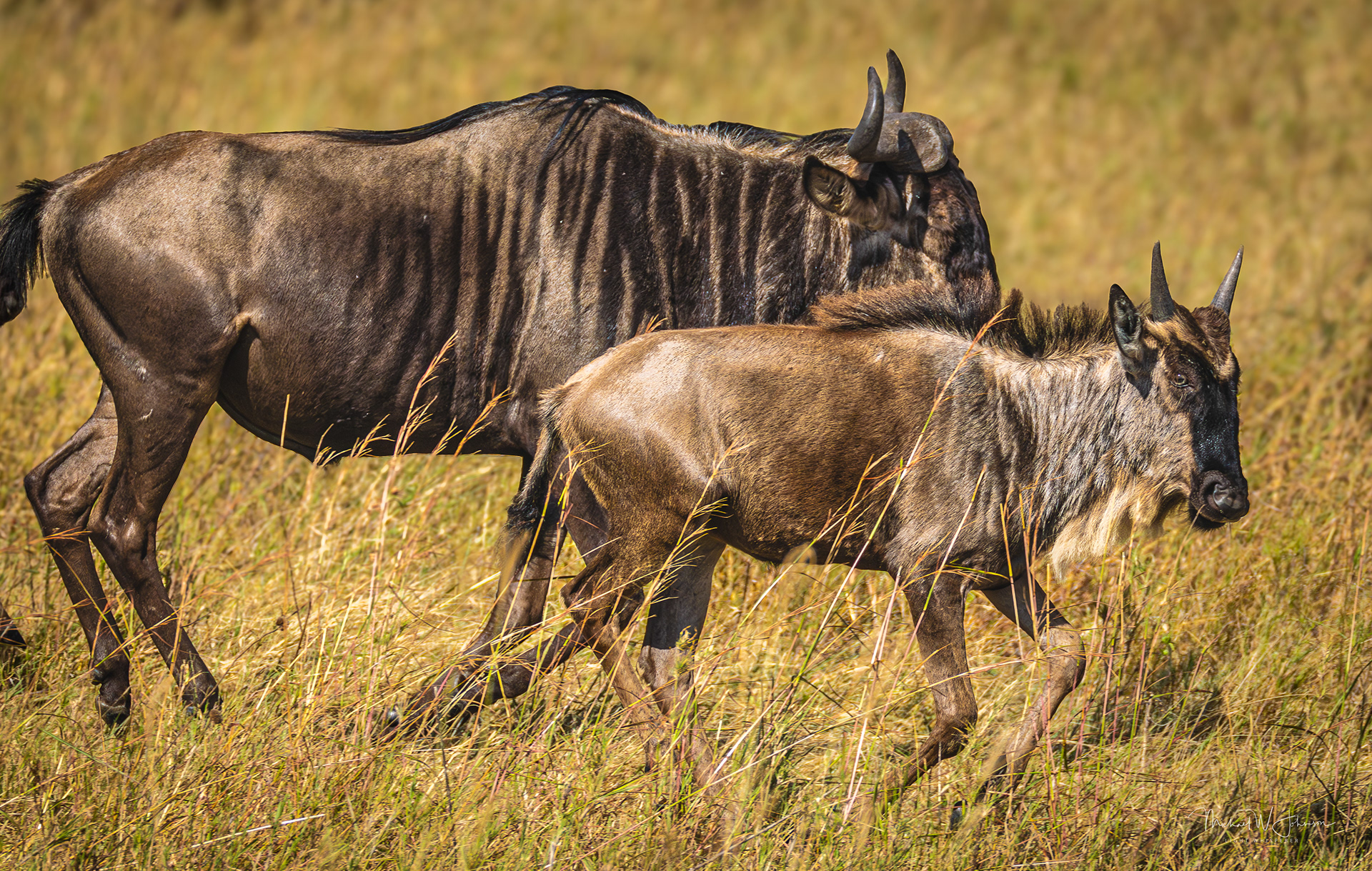 Wildebeest
