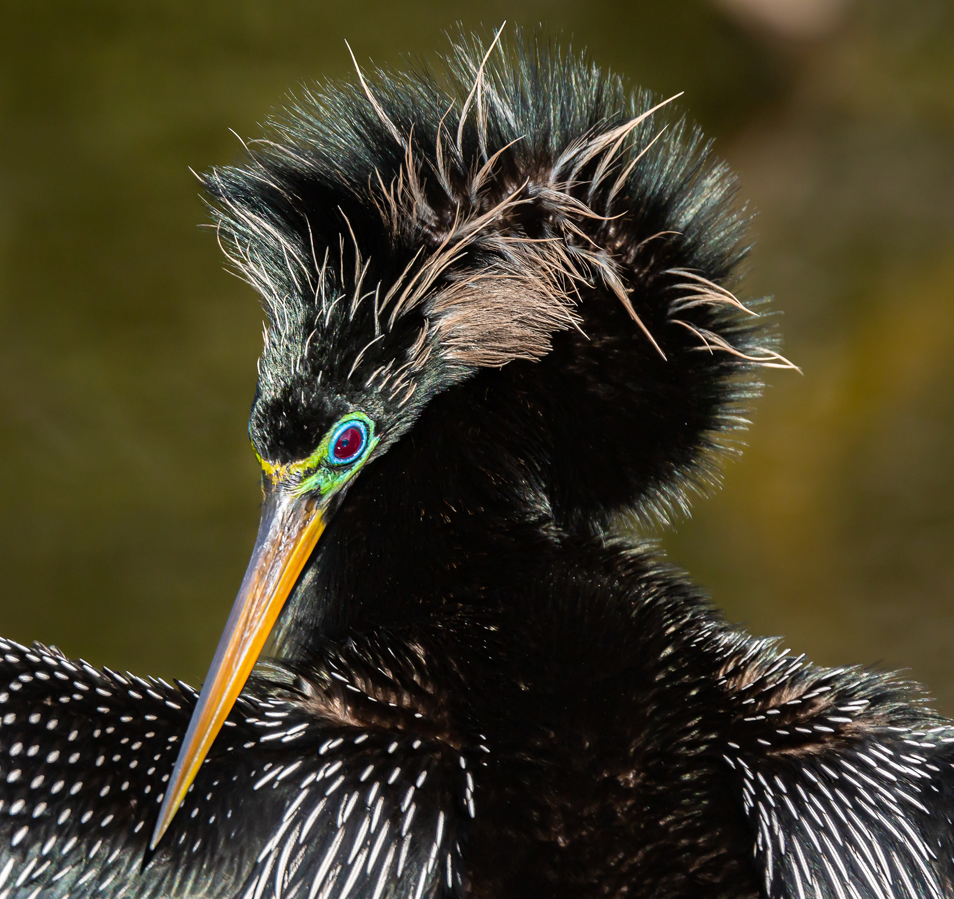 Anhinga