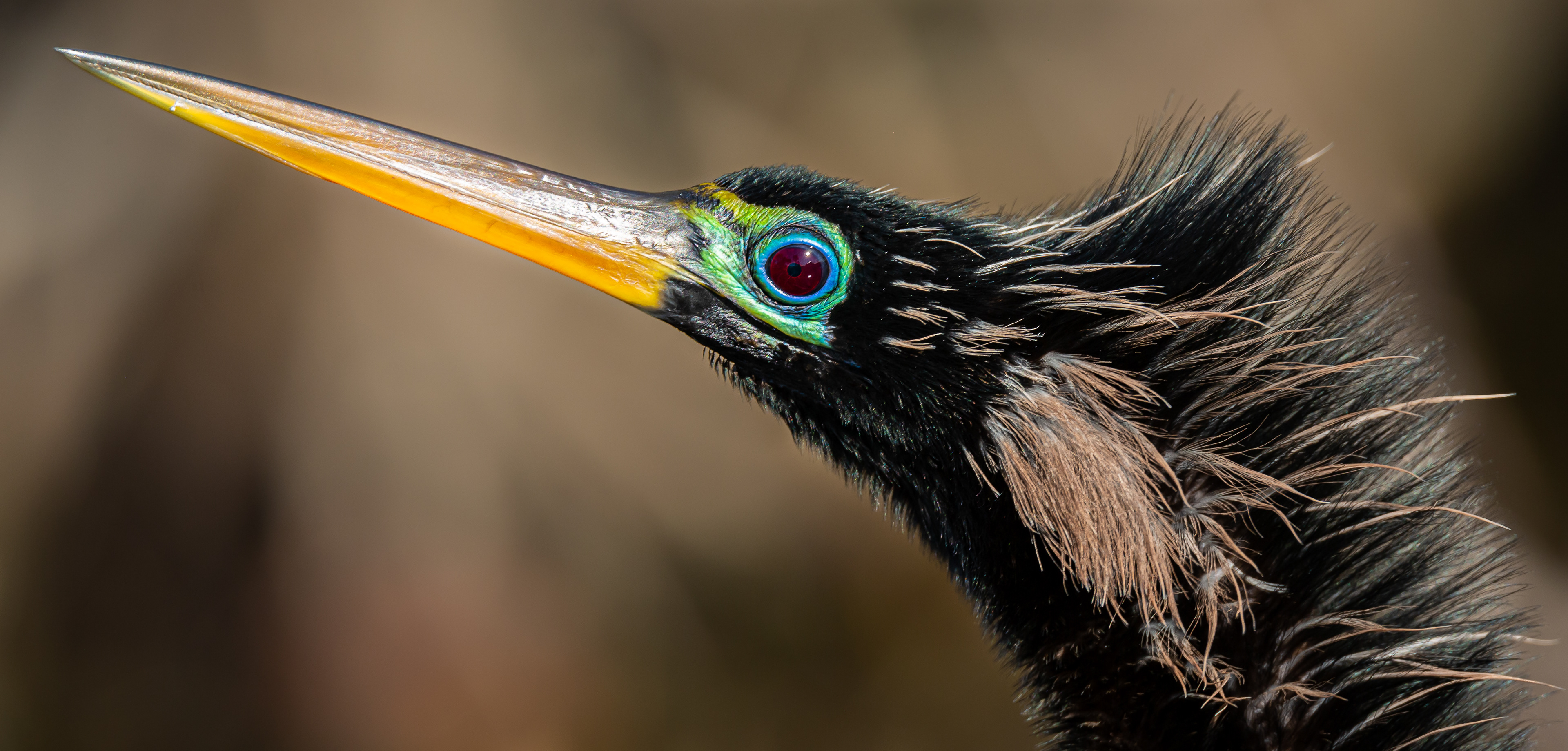 Anhinga