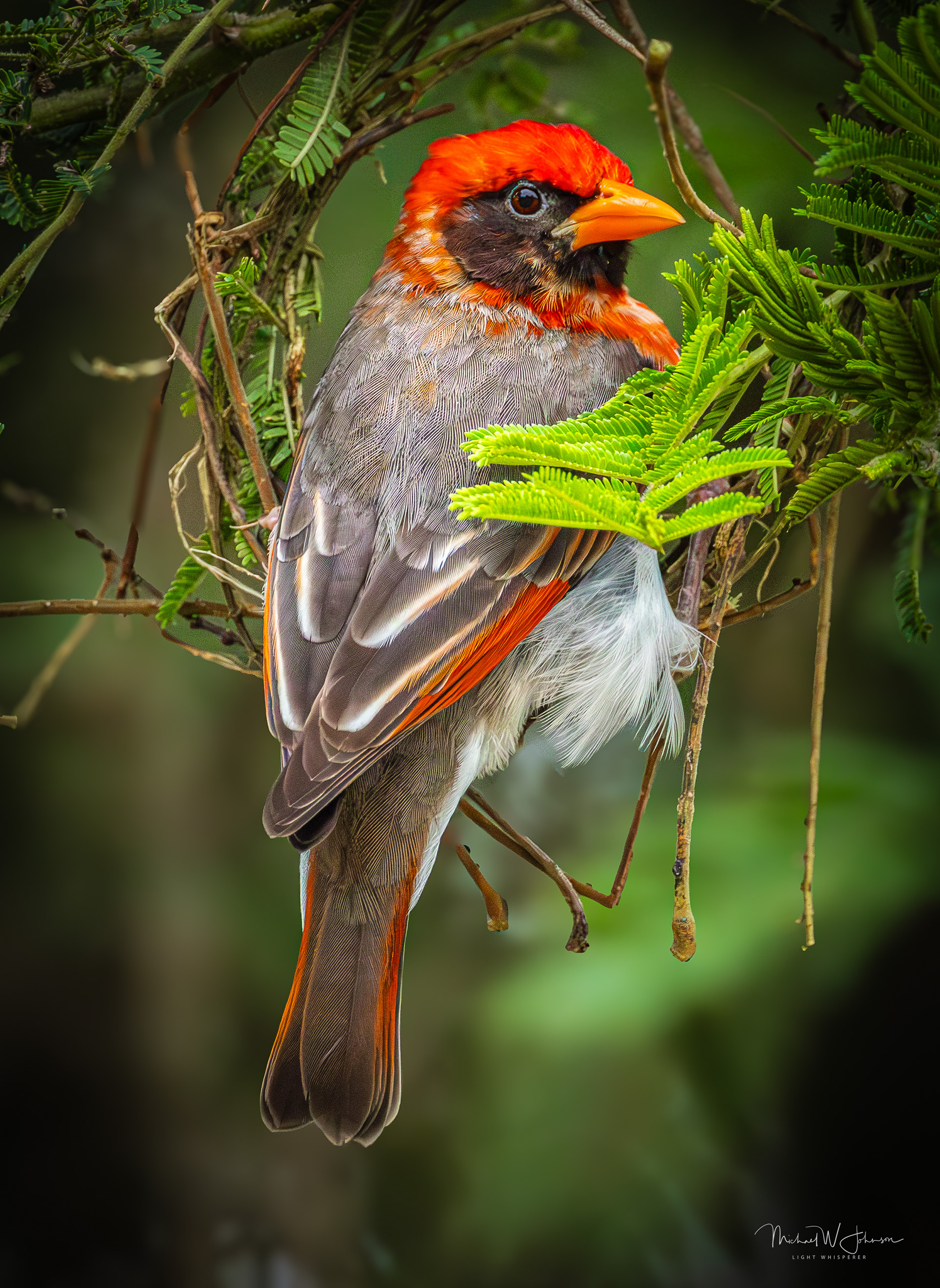 Red-headed Weaver