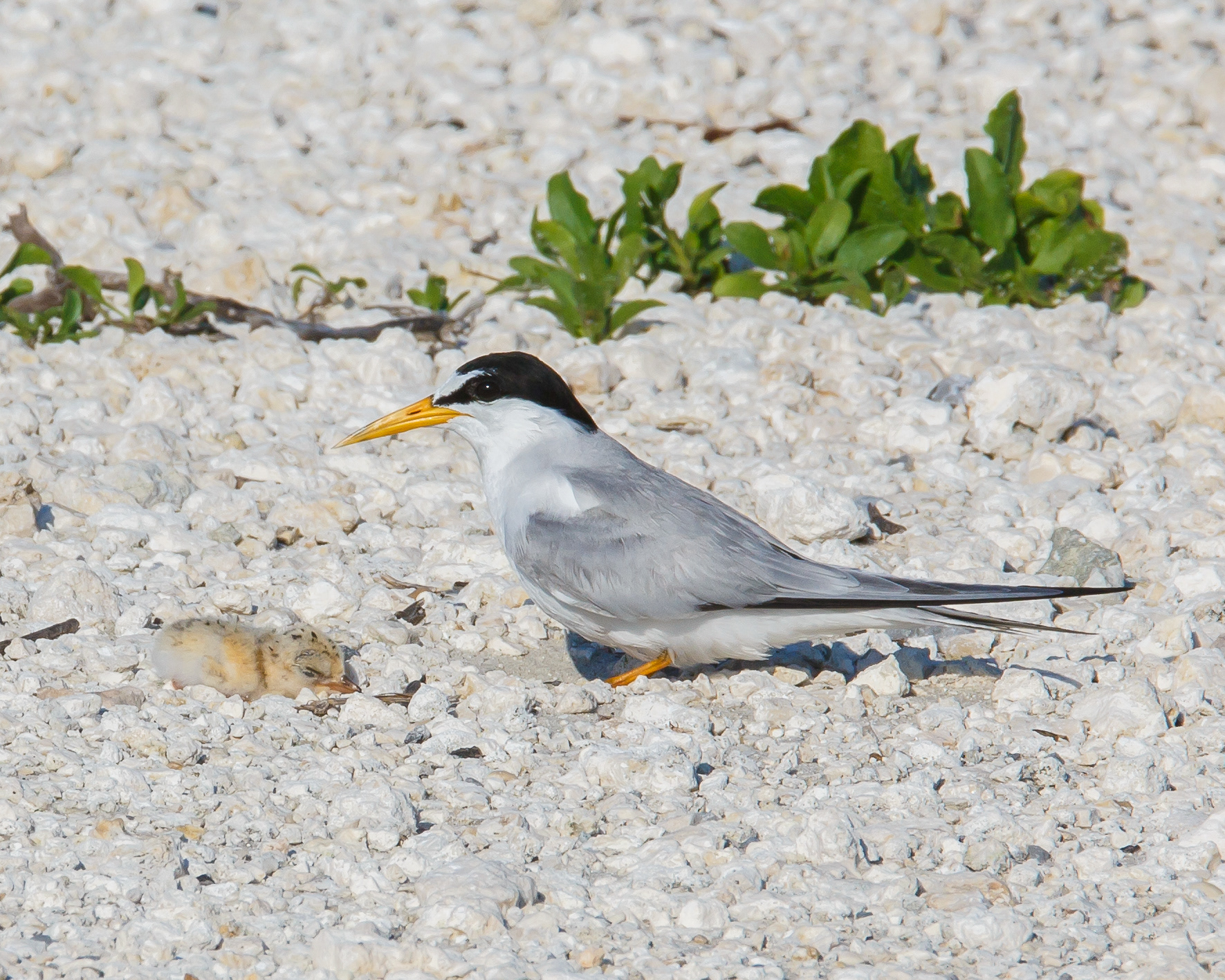 Least Tern