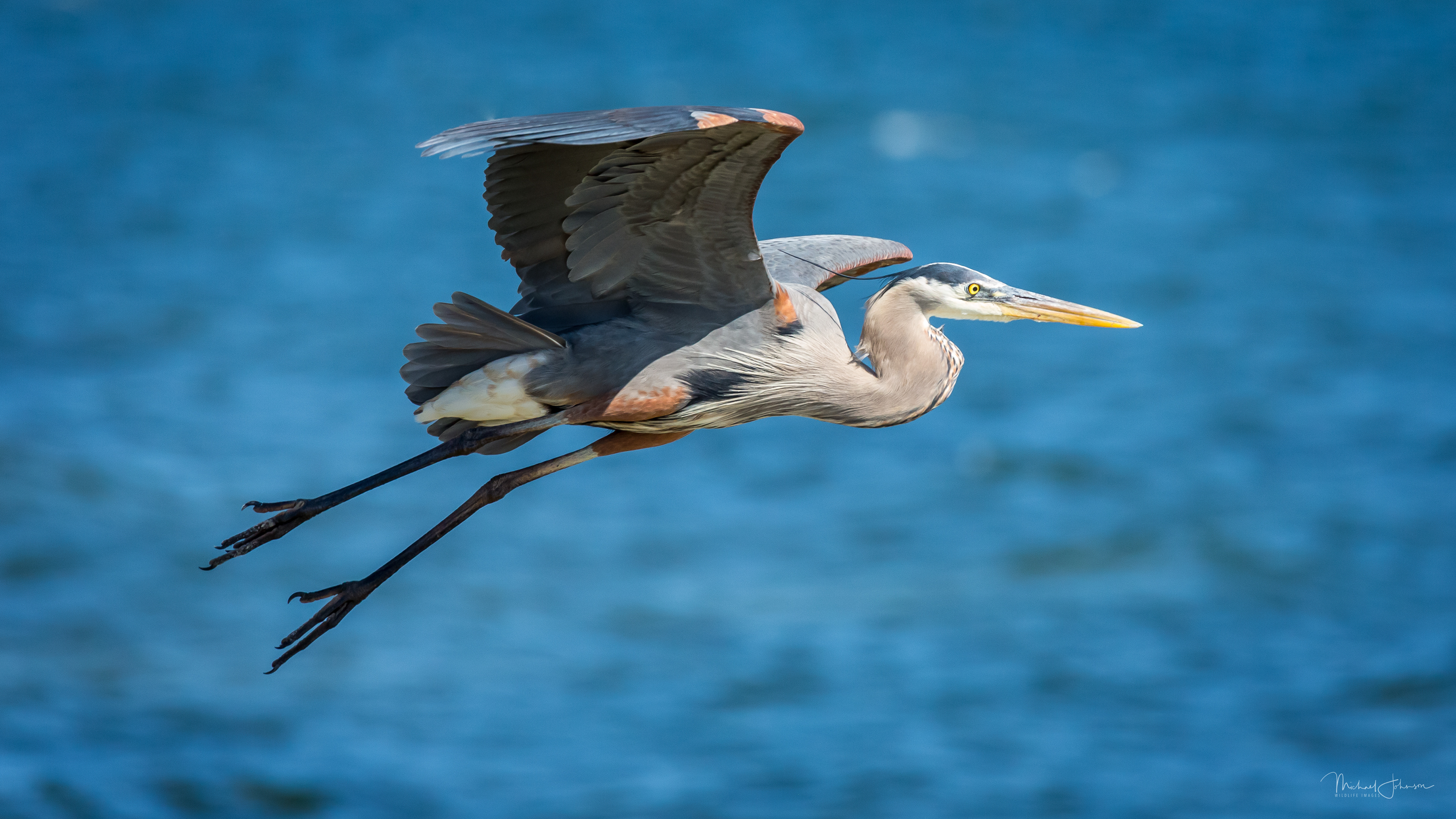 Great Blue Heron
