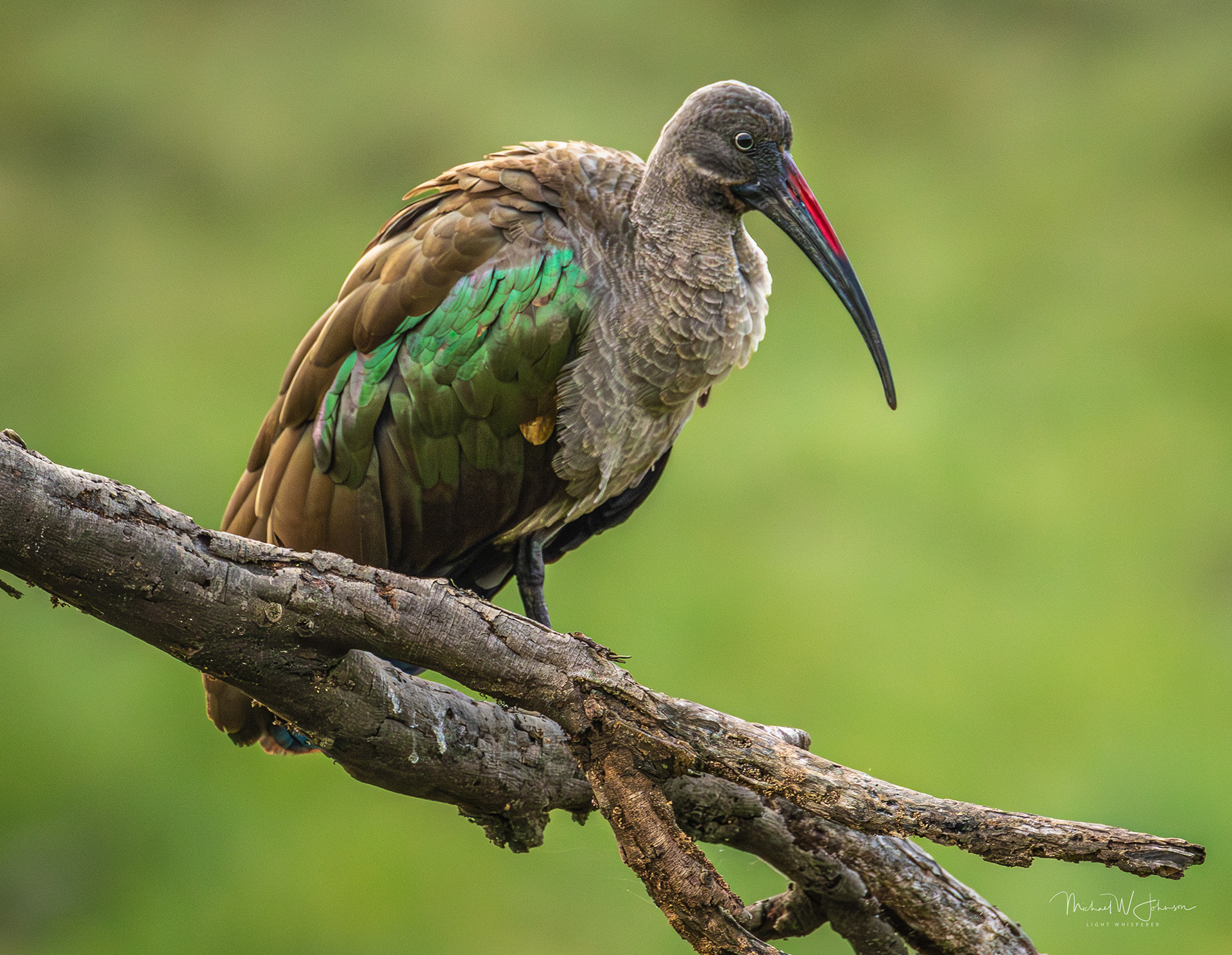 Hadada Ibis